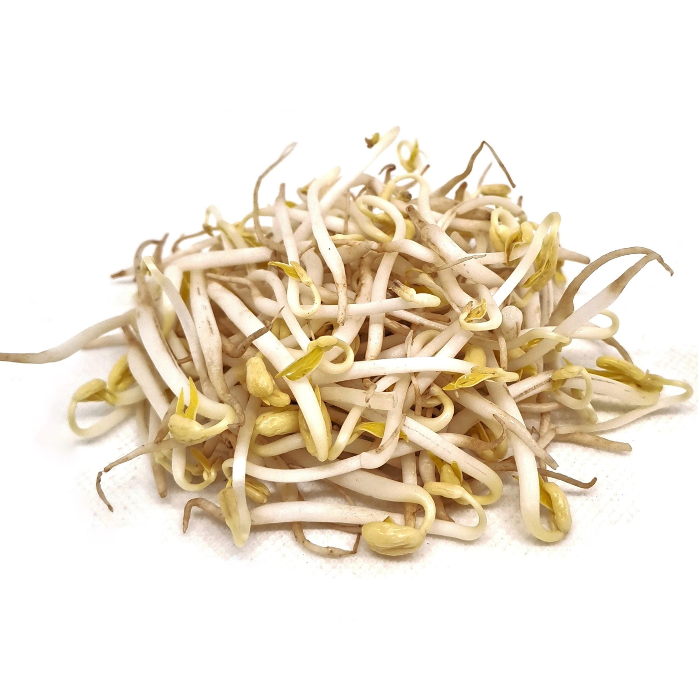 Organic Adzuki sprouts