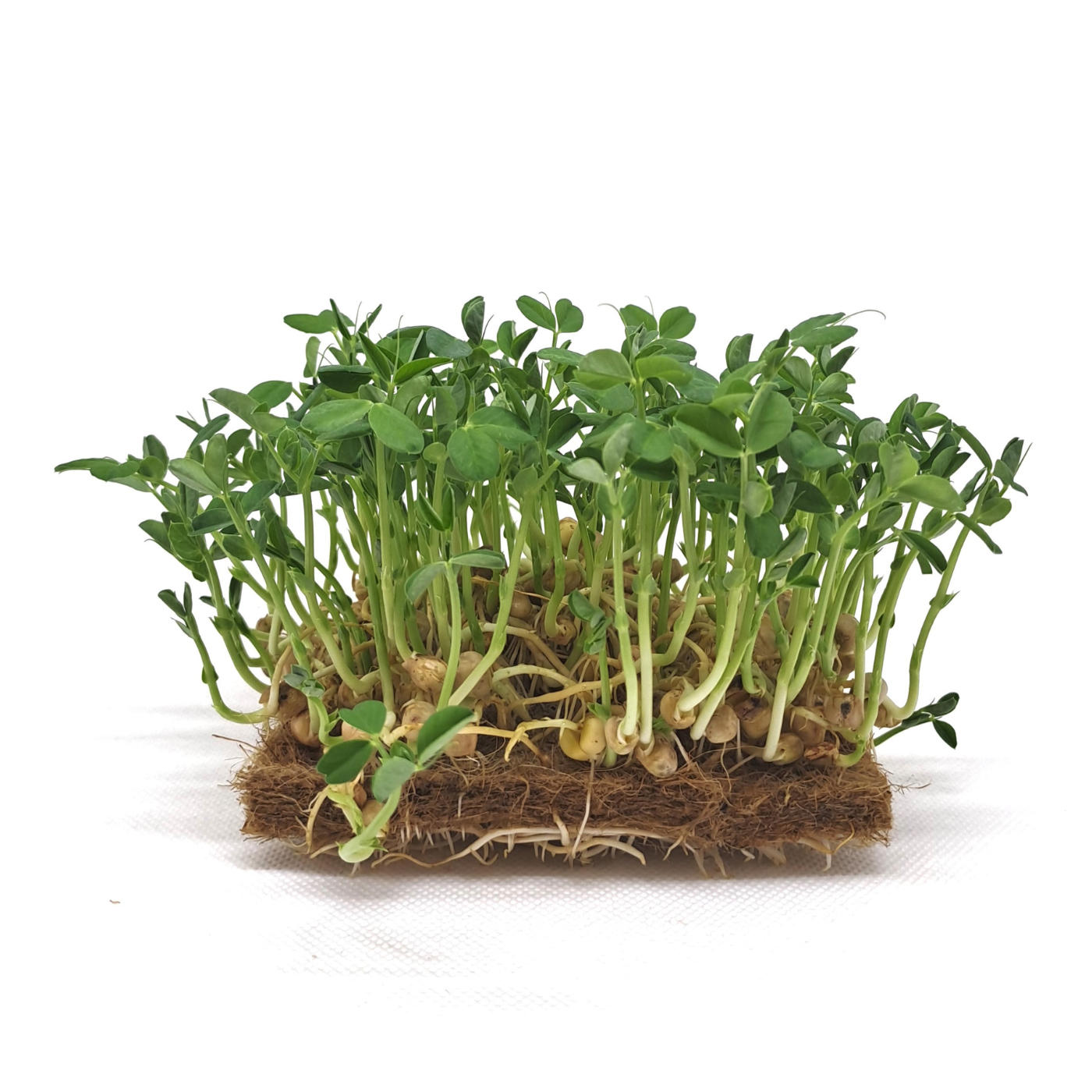 Pea affila organic microgreens