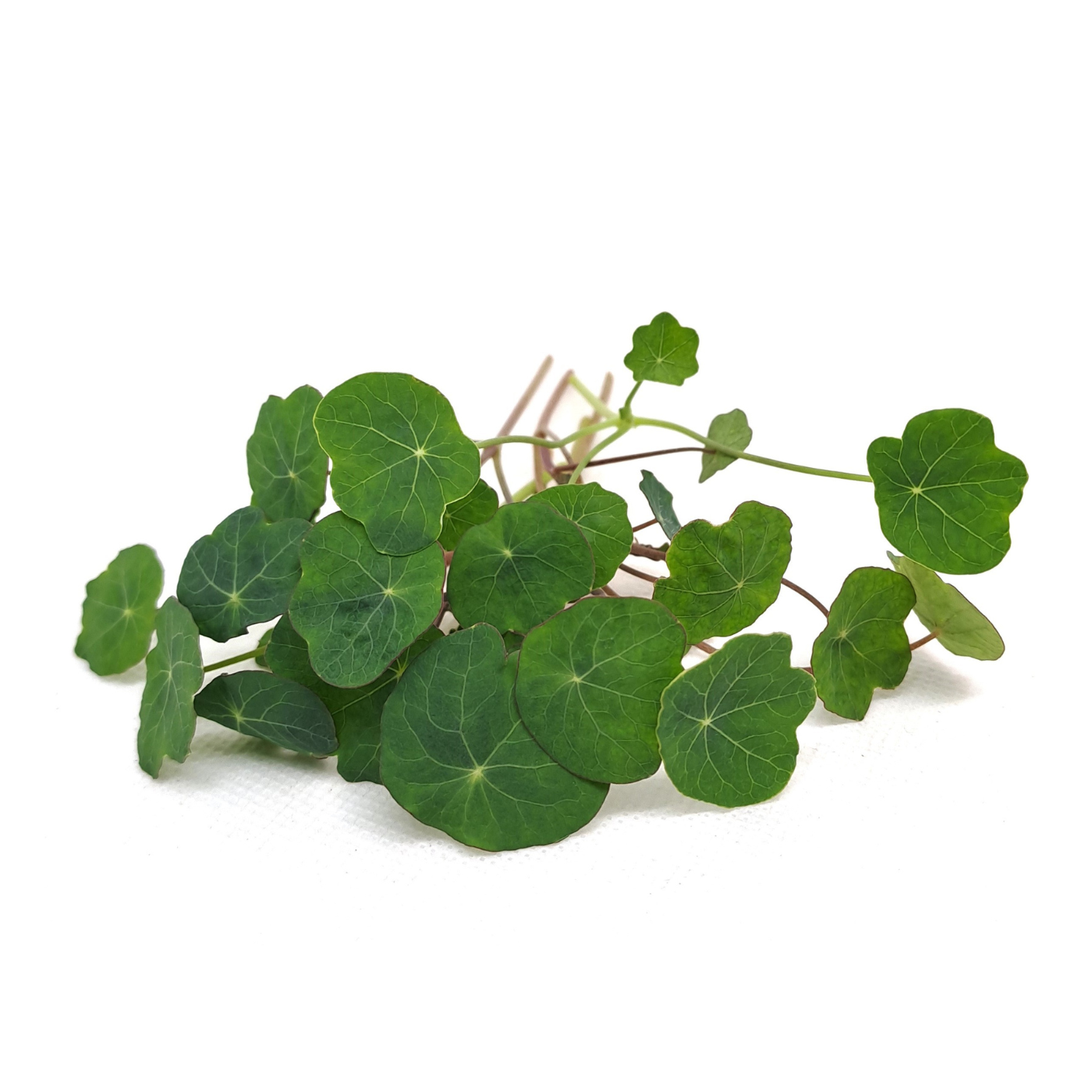 Organic Nasturtium Alaska microgreens