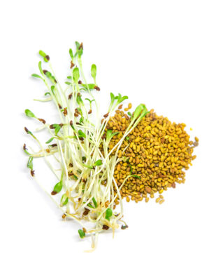 Alfalfa microgreen on white background isolate. Selective focus. Organic alfalfa for microgreens