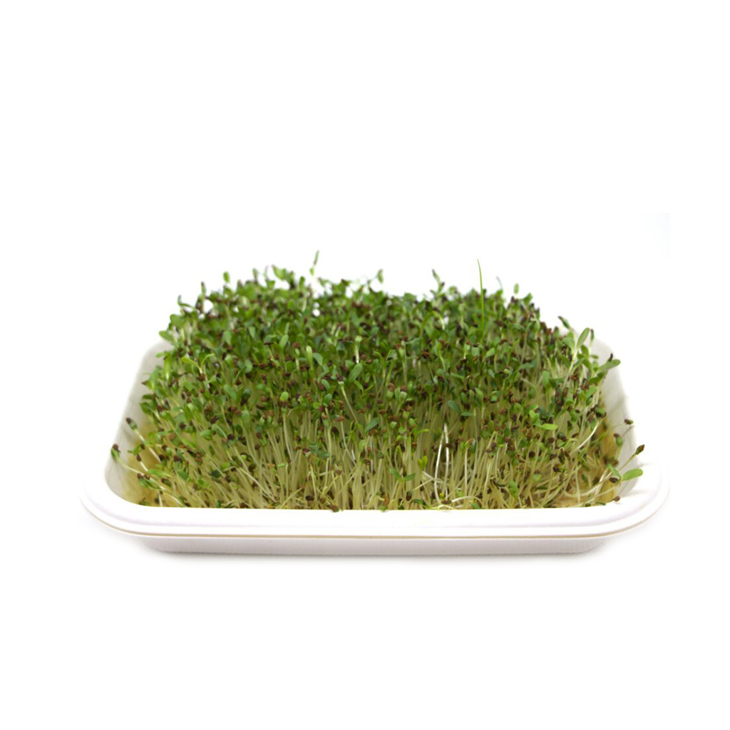 Alfalfa organic microgreens