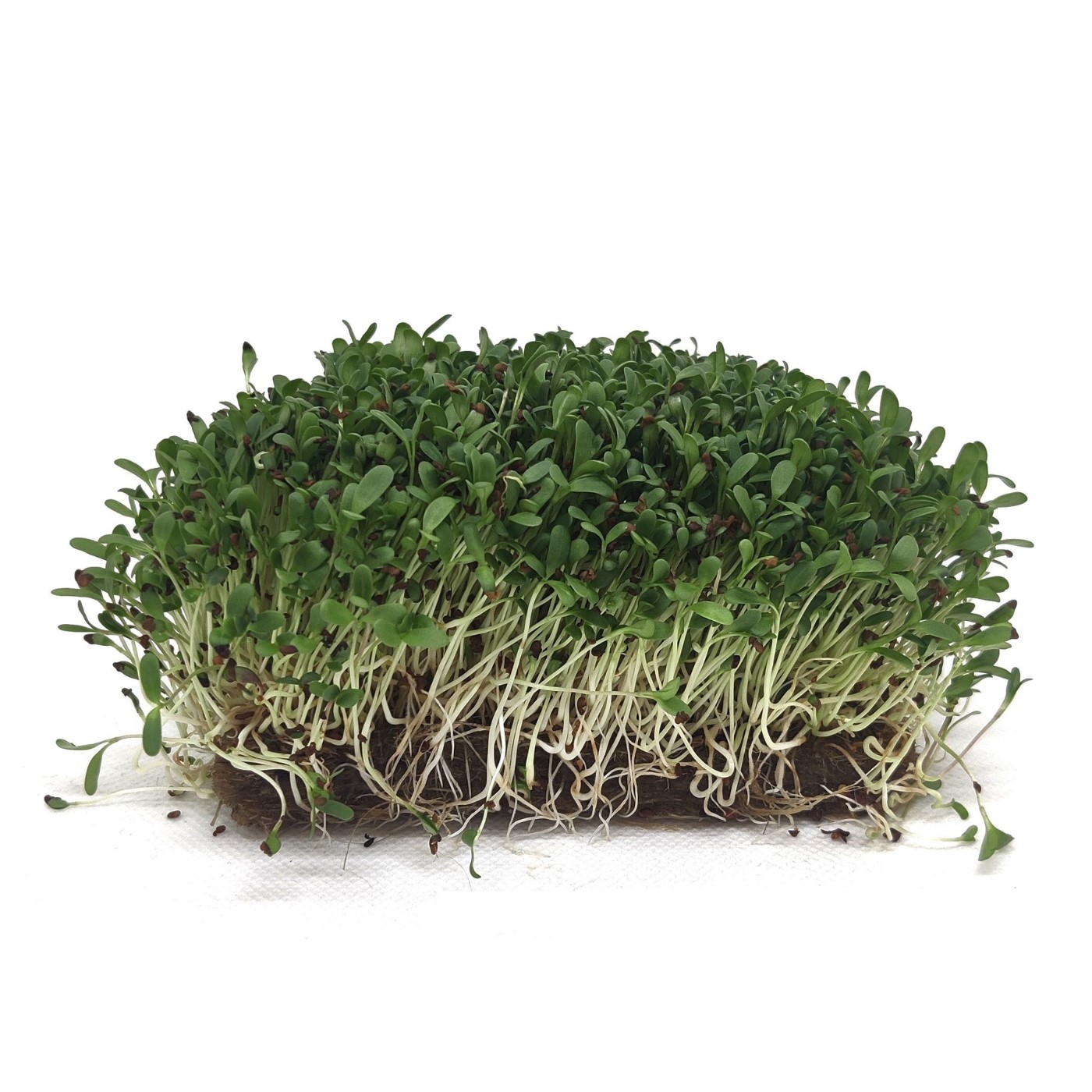 Organic seed for microgreens Alfalfa
