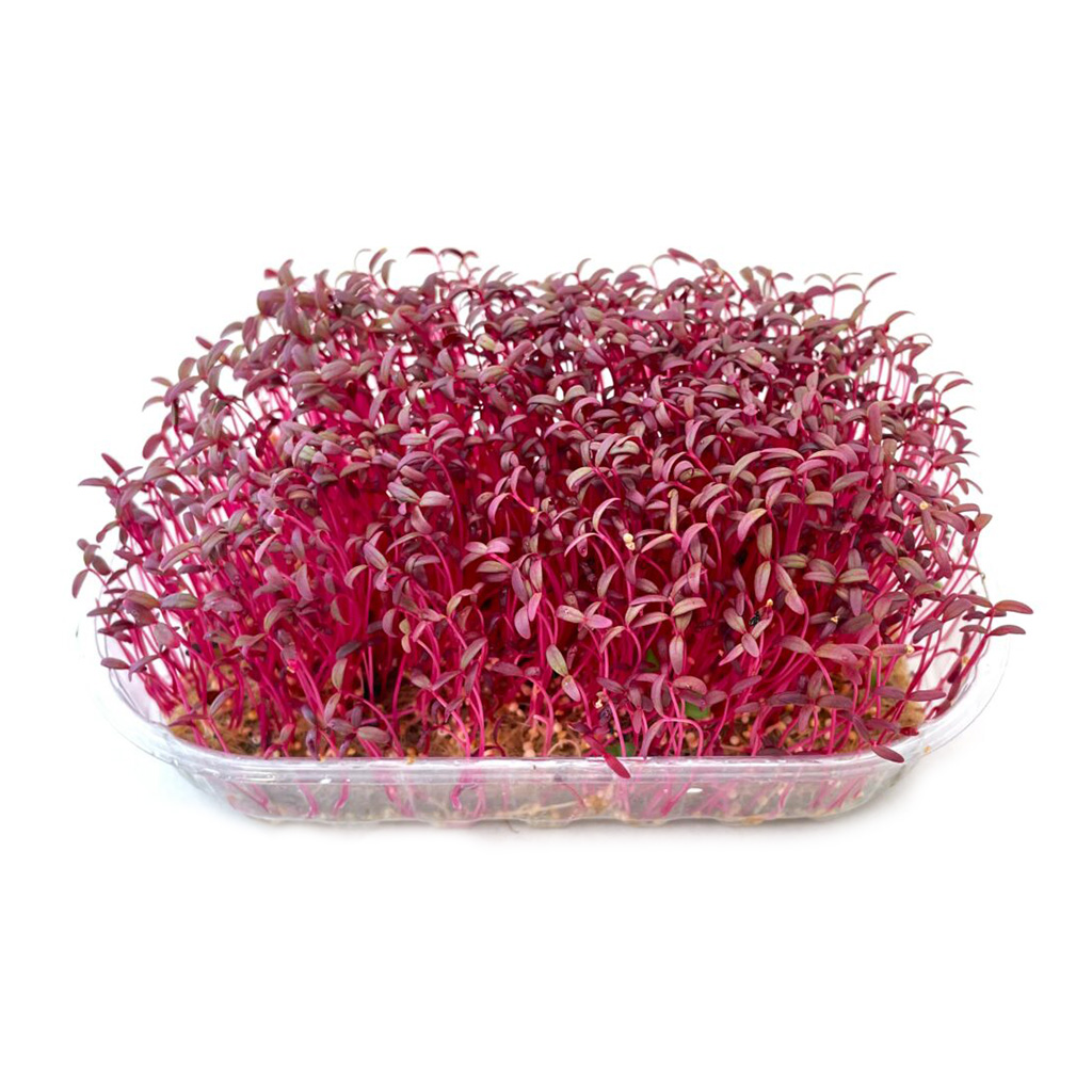 Organic Amaranth Red seed