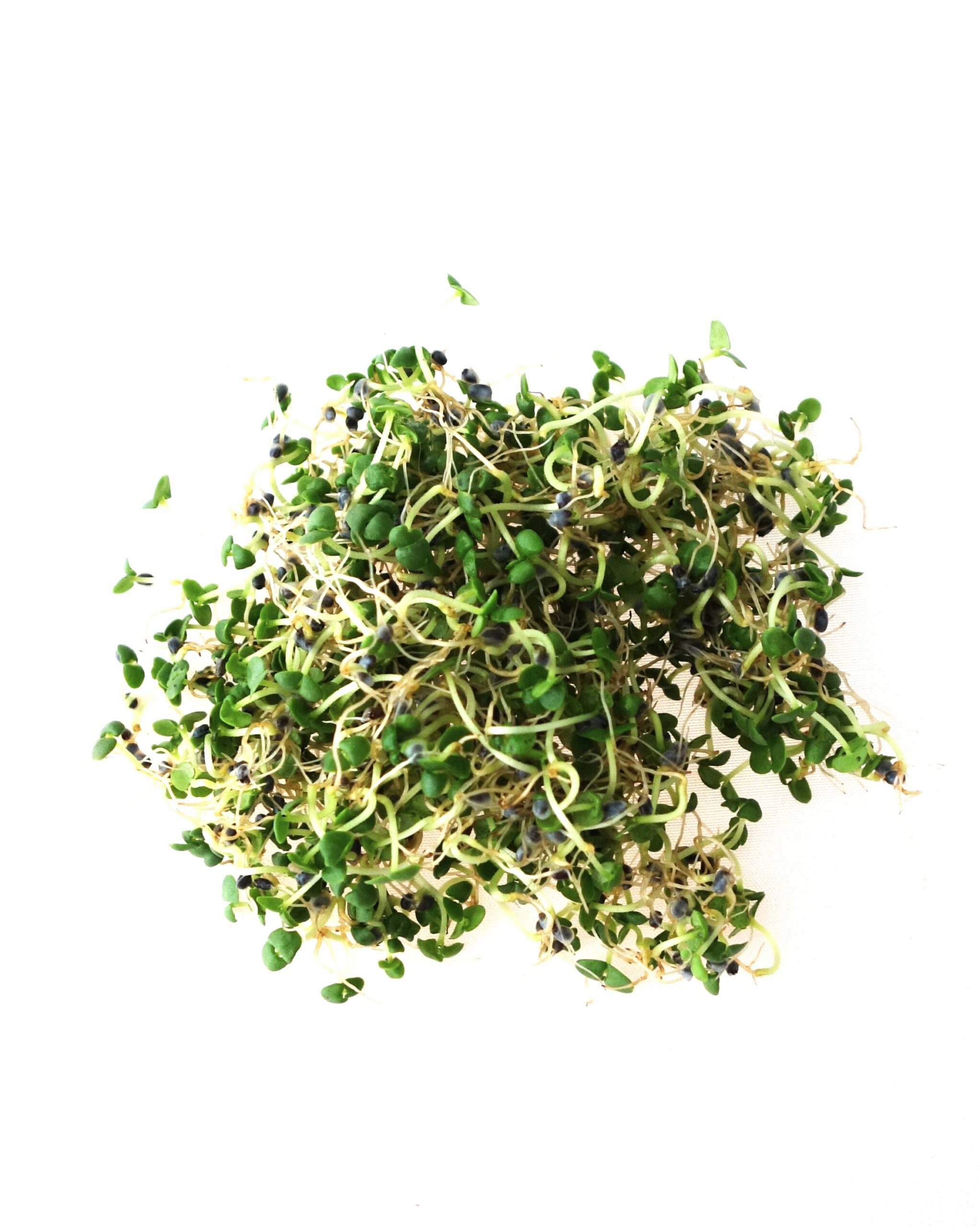 Organic basil sprouts