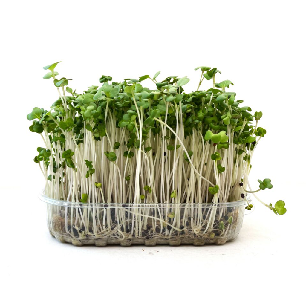 Organic Broccoli calabrese seed
