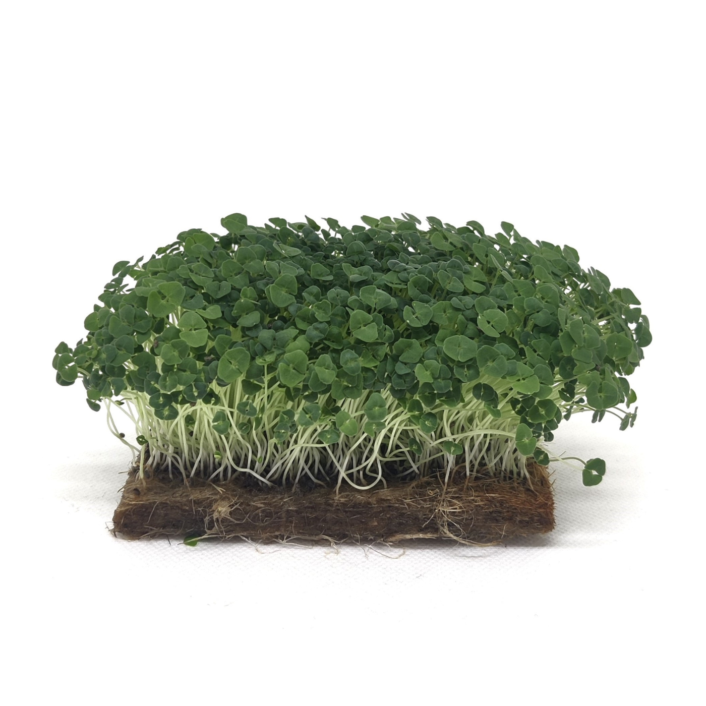 Chia organic microgreens