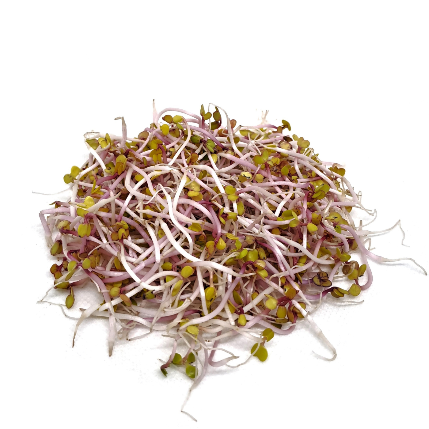 Organic sprouts of China Rose radish