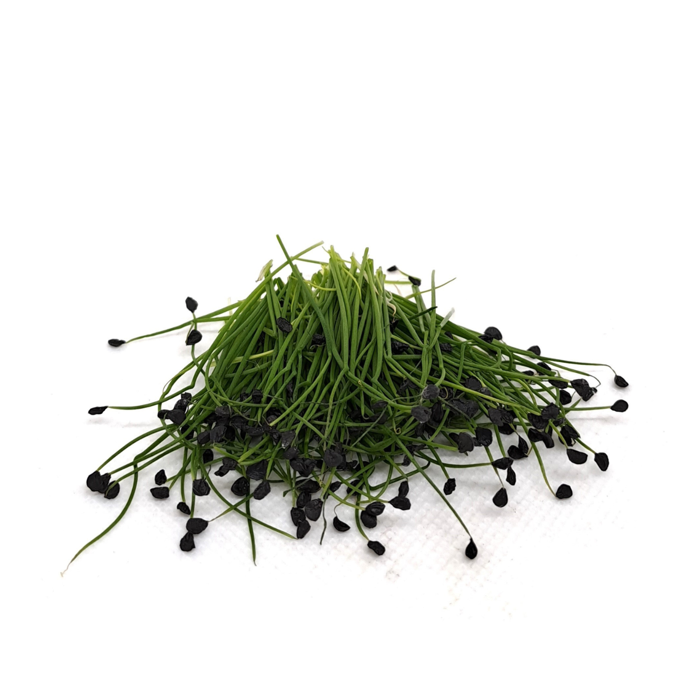 Organic onion microgreens