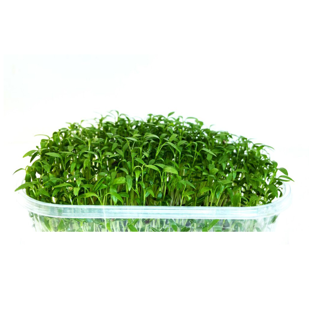 Organic Coriander for microgreens