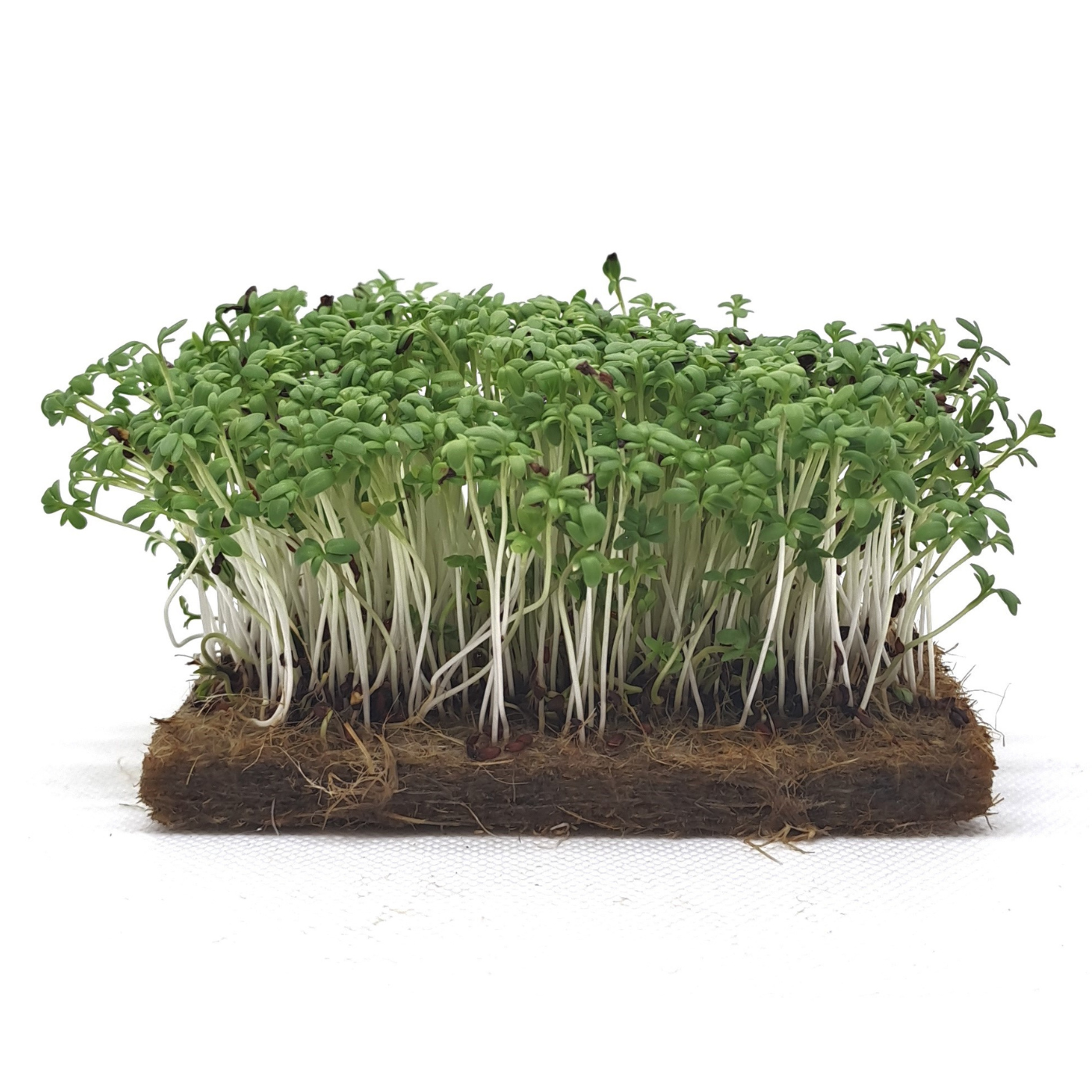 Organic Cress microgreens