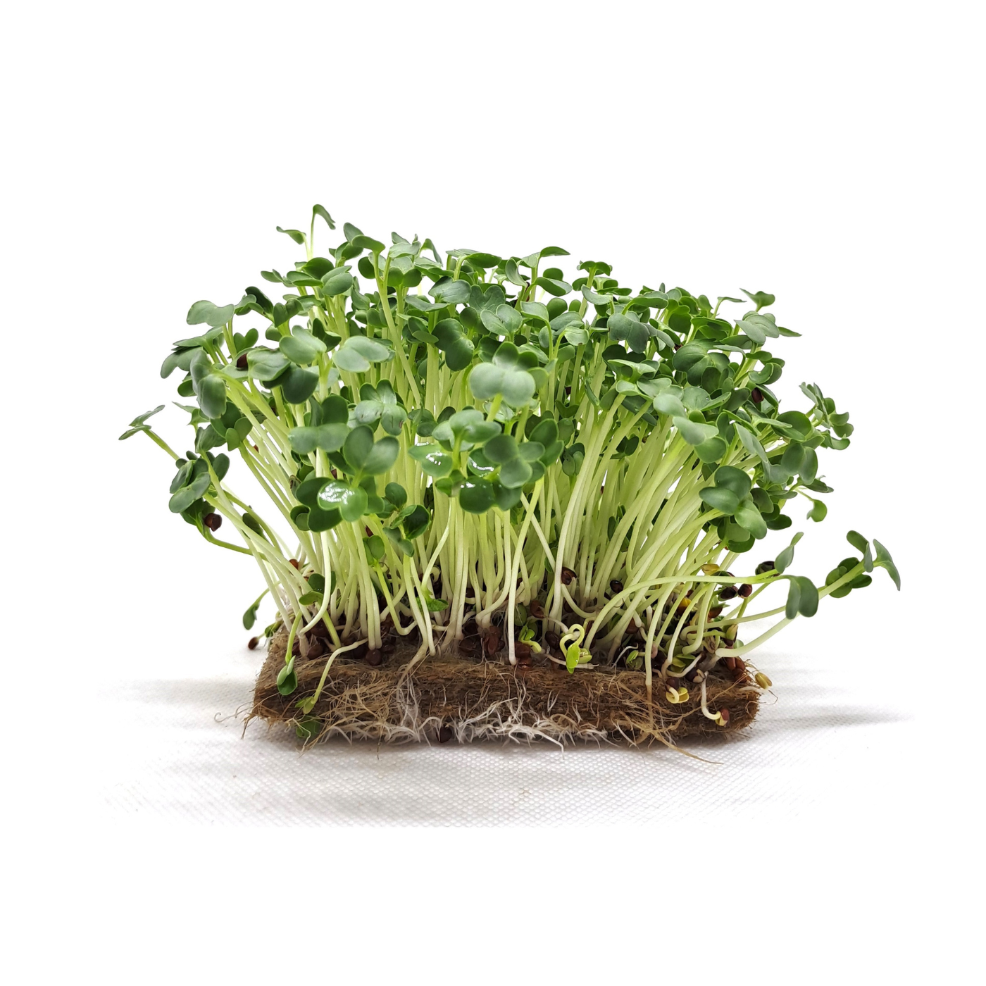 Organic seed for microgreens Radish Daikon
