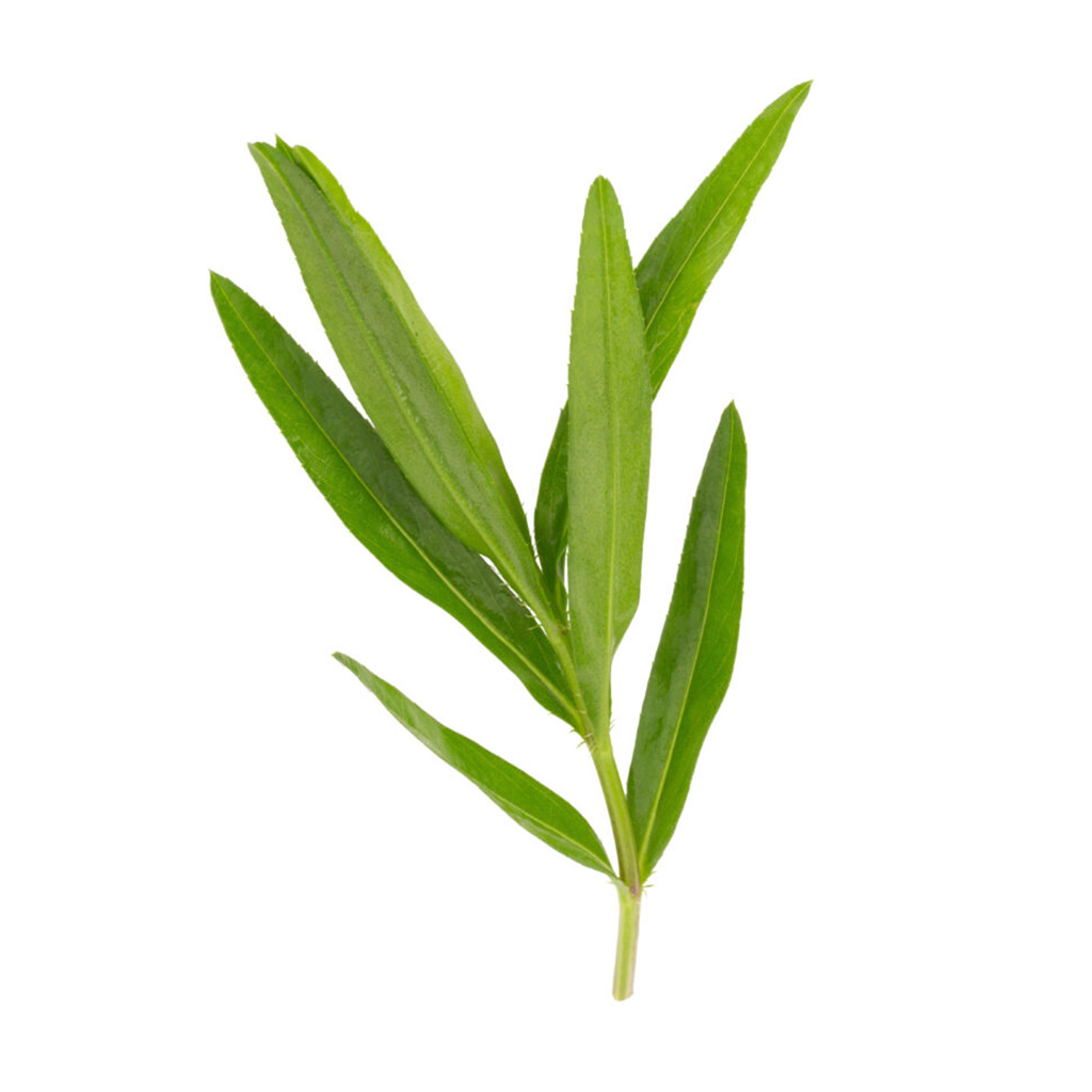 Tarragon (Estragon) Magnus Golinucci Organic Srl