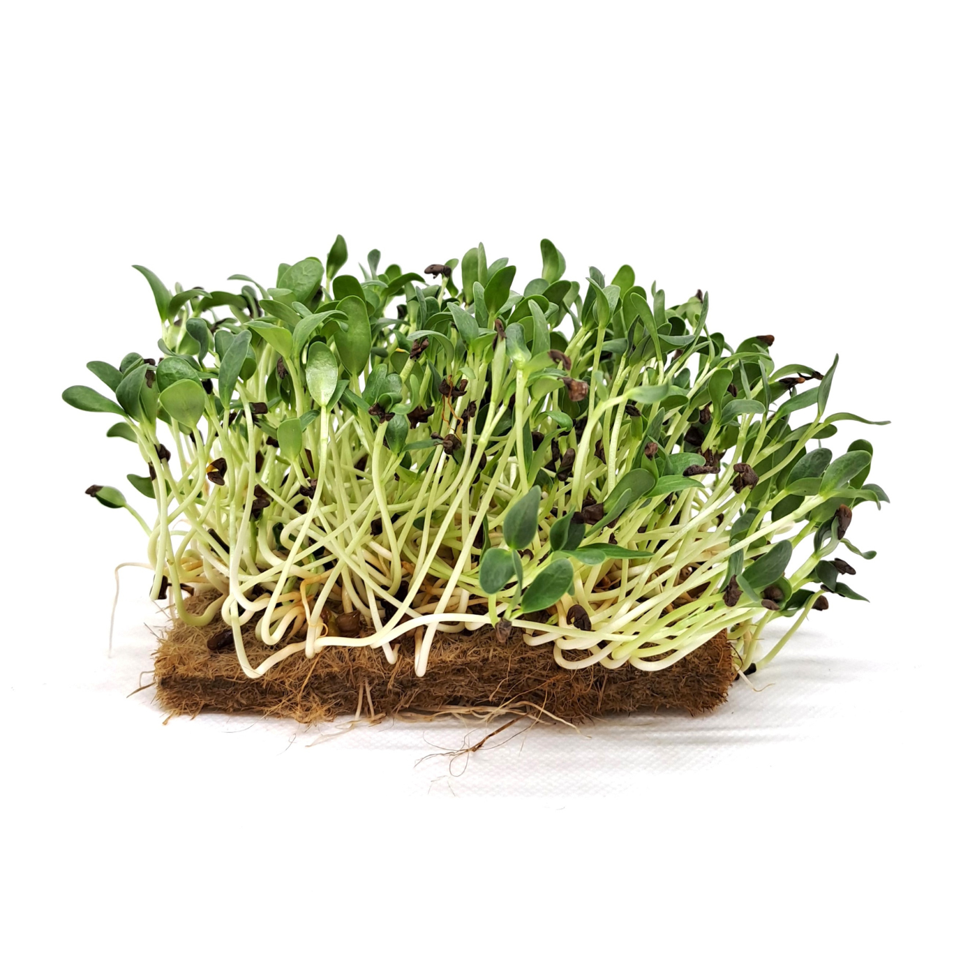 Organic seed for microgreens