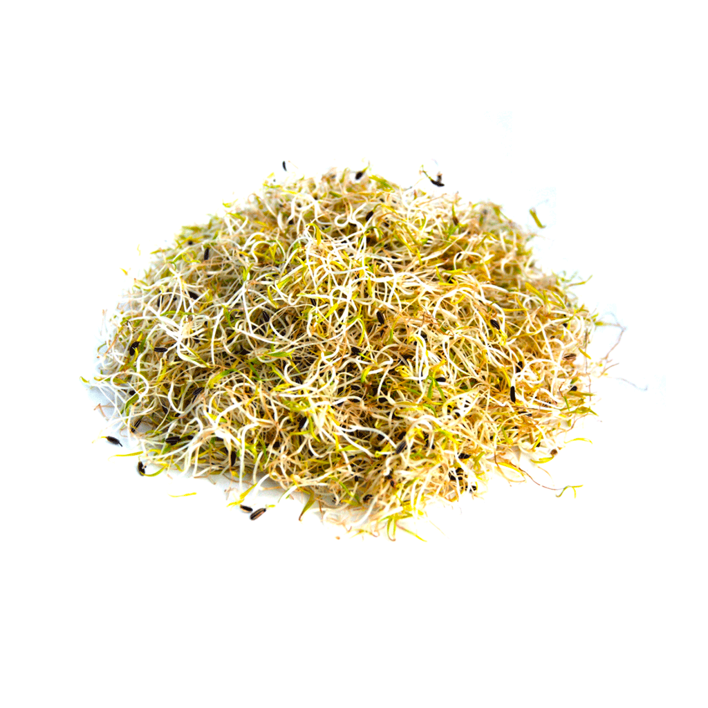 Organic Fennel sprouts