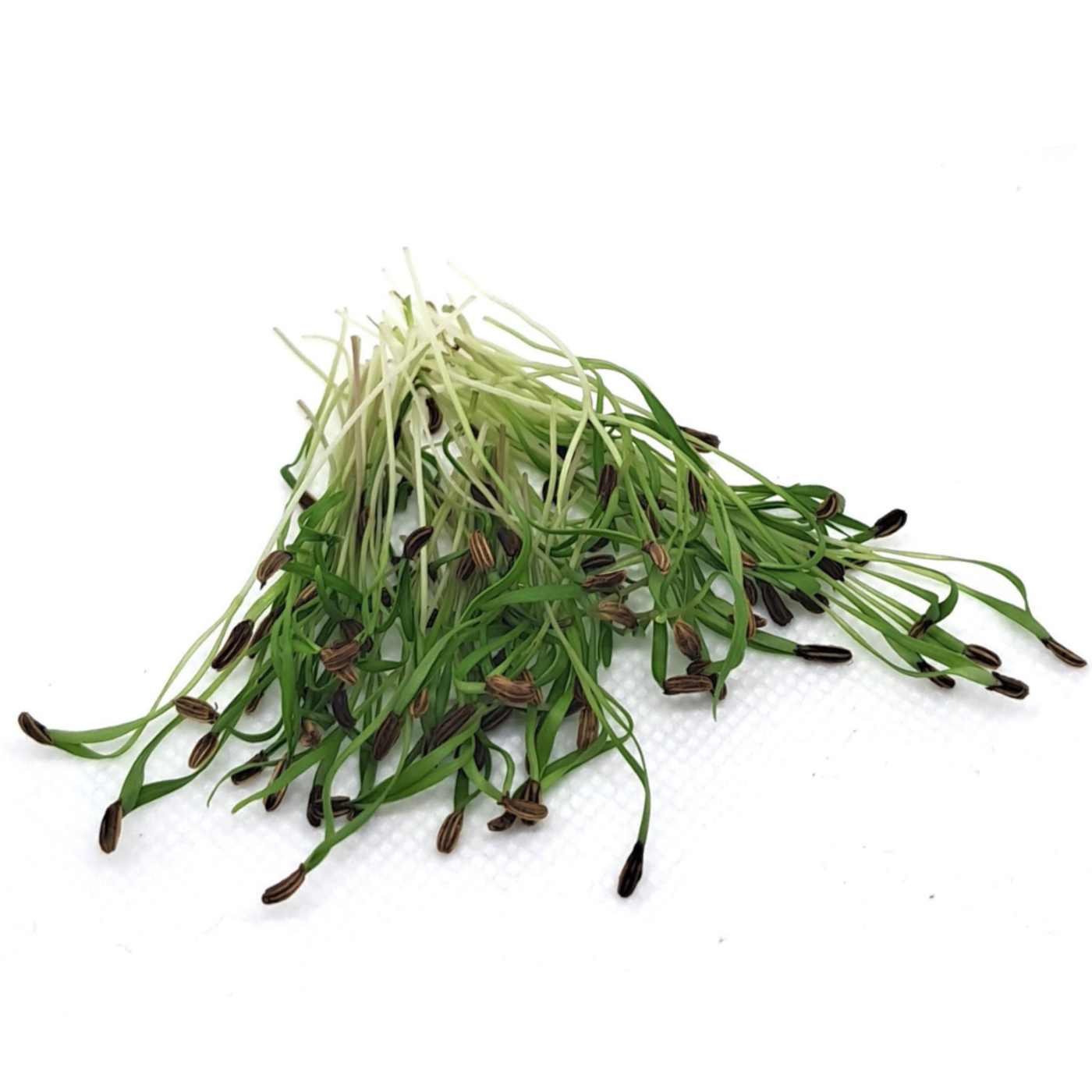 Organic Fennel microgreens