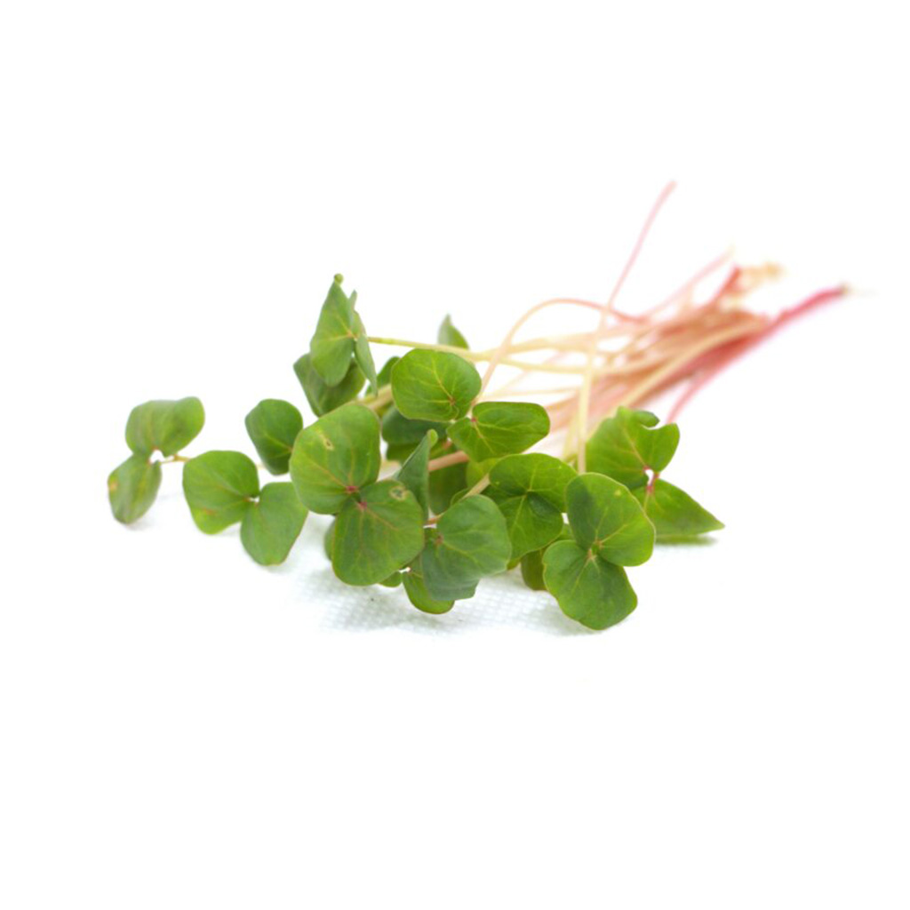 Organic buckwheat for microgreens