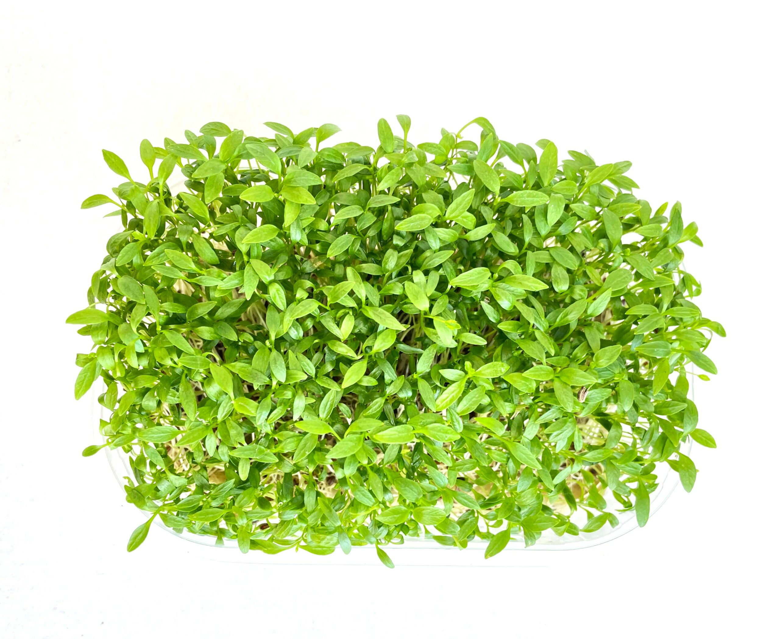 Organic Parsley seed