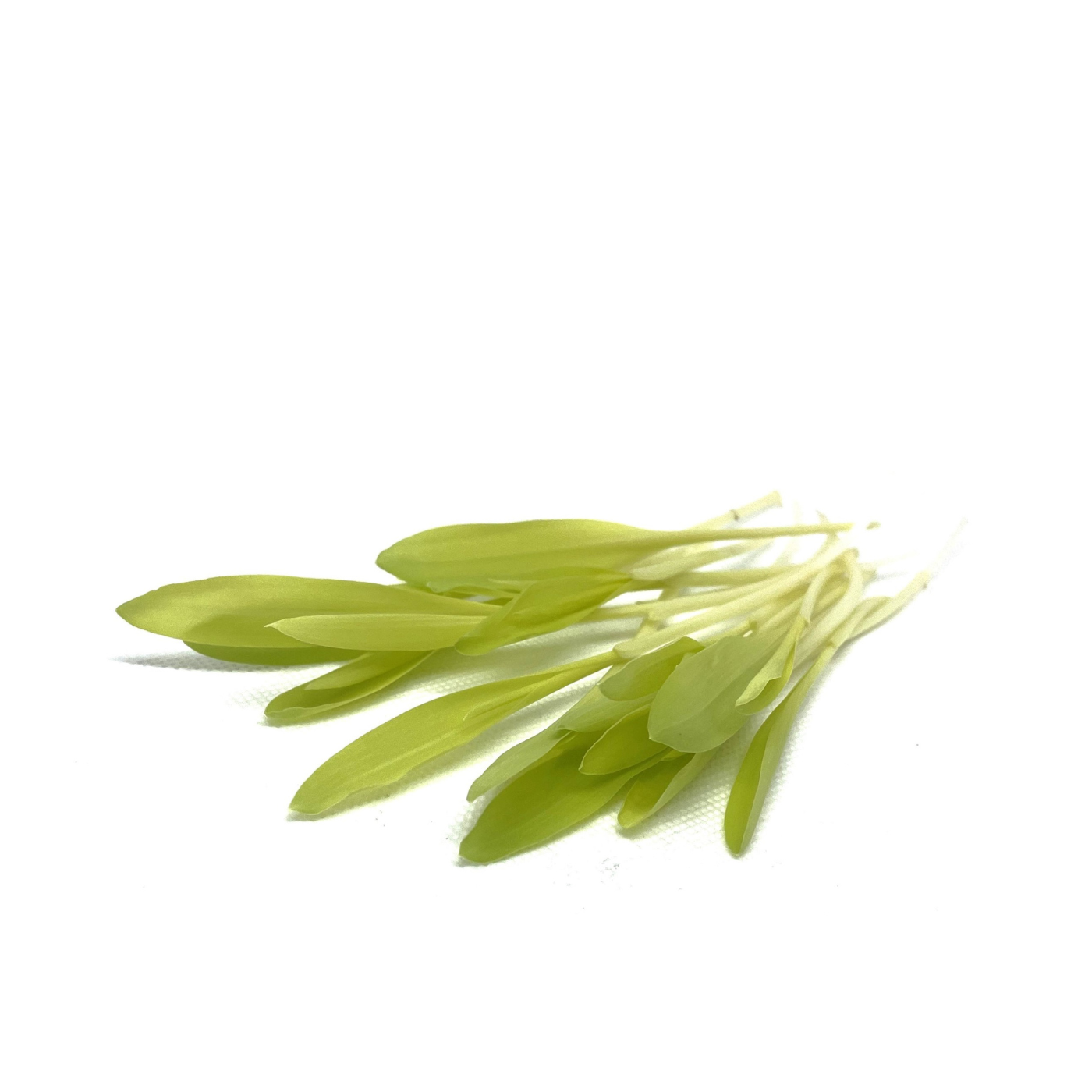 Organic seed for microgreens