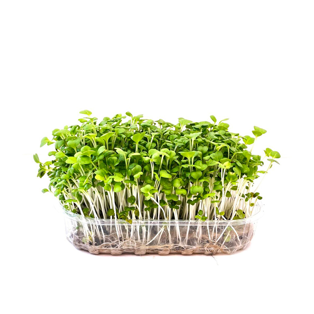 Organic Mizuna green seeds