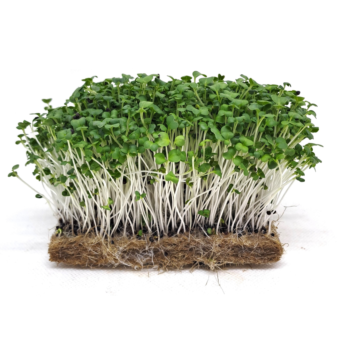 Green mizuna organic microgreens