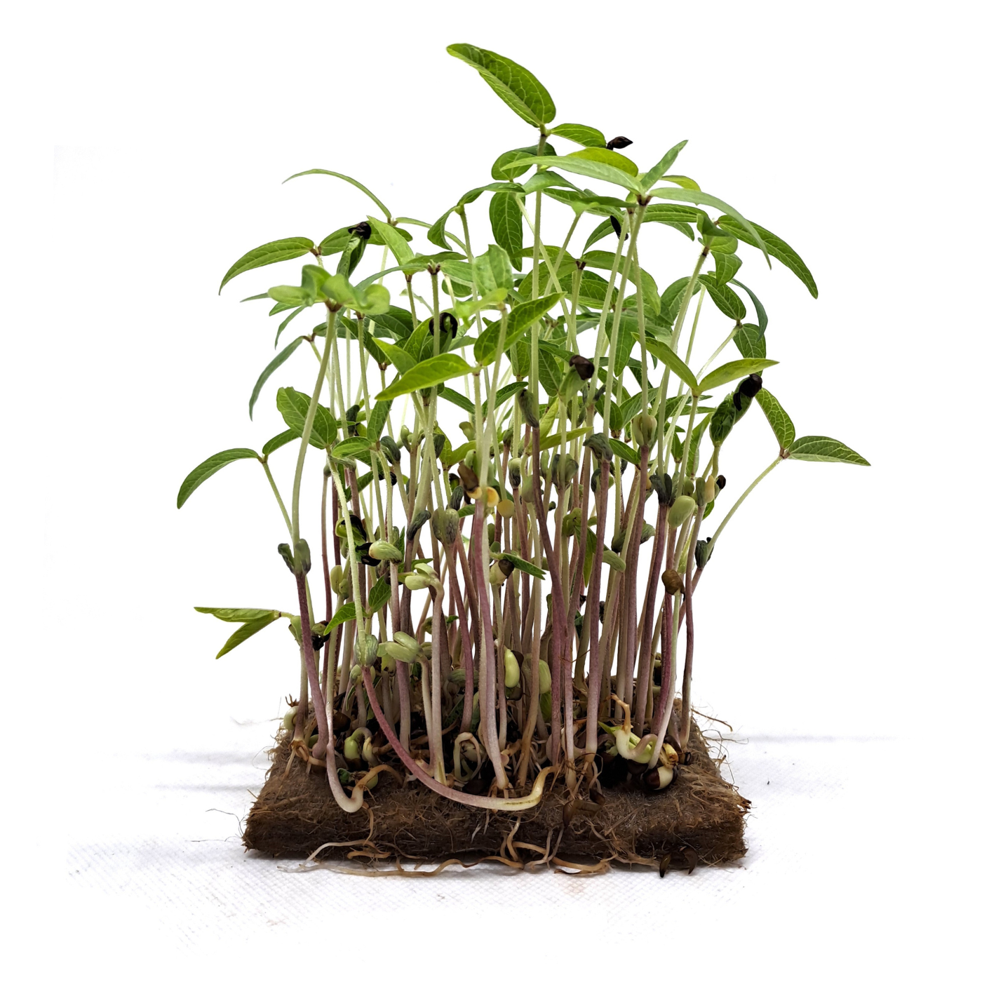 Organic Mungo bean microgreens