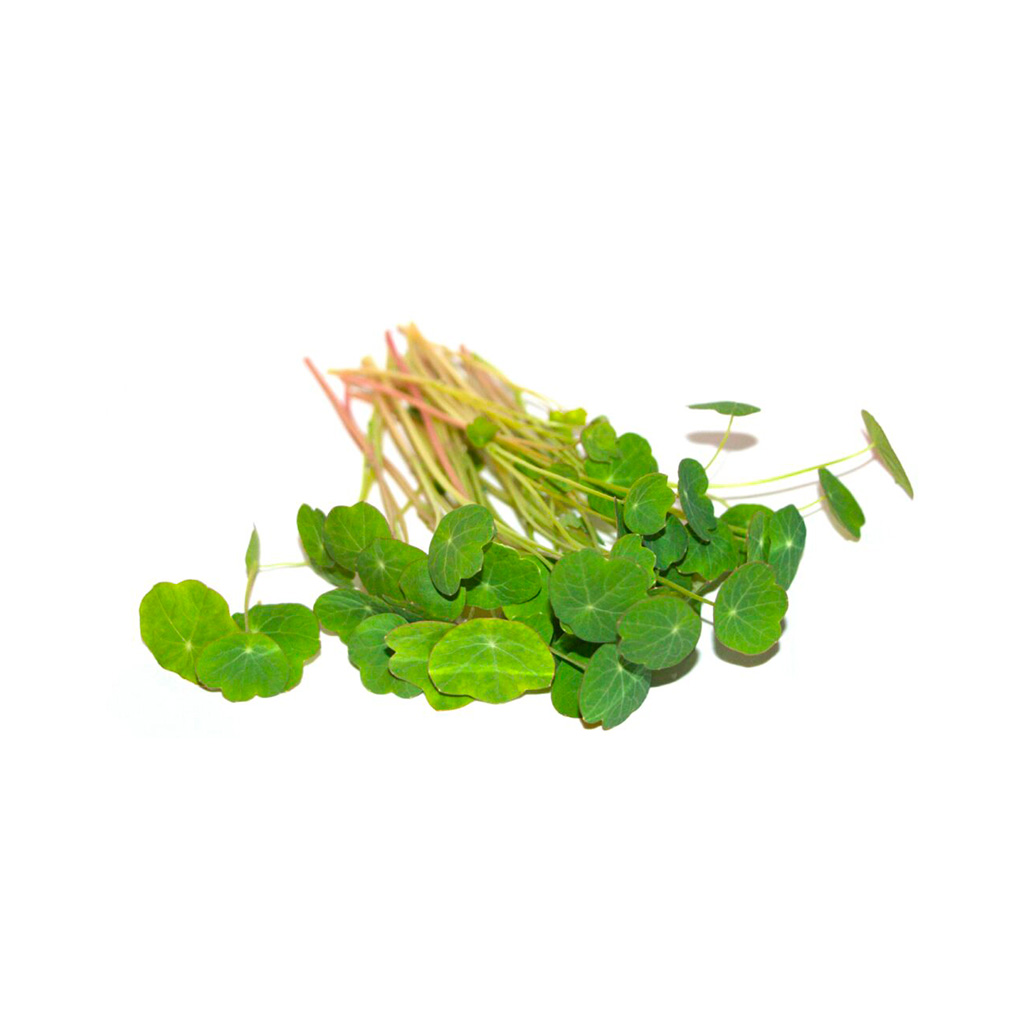 Organic Nasturtium Alaska seed