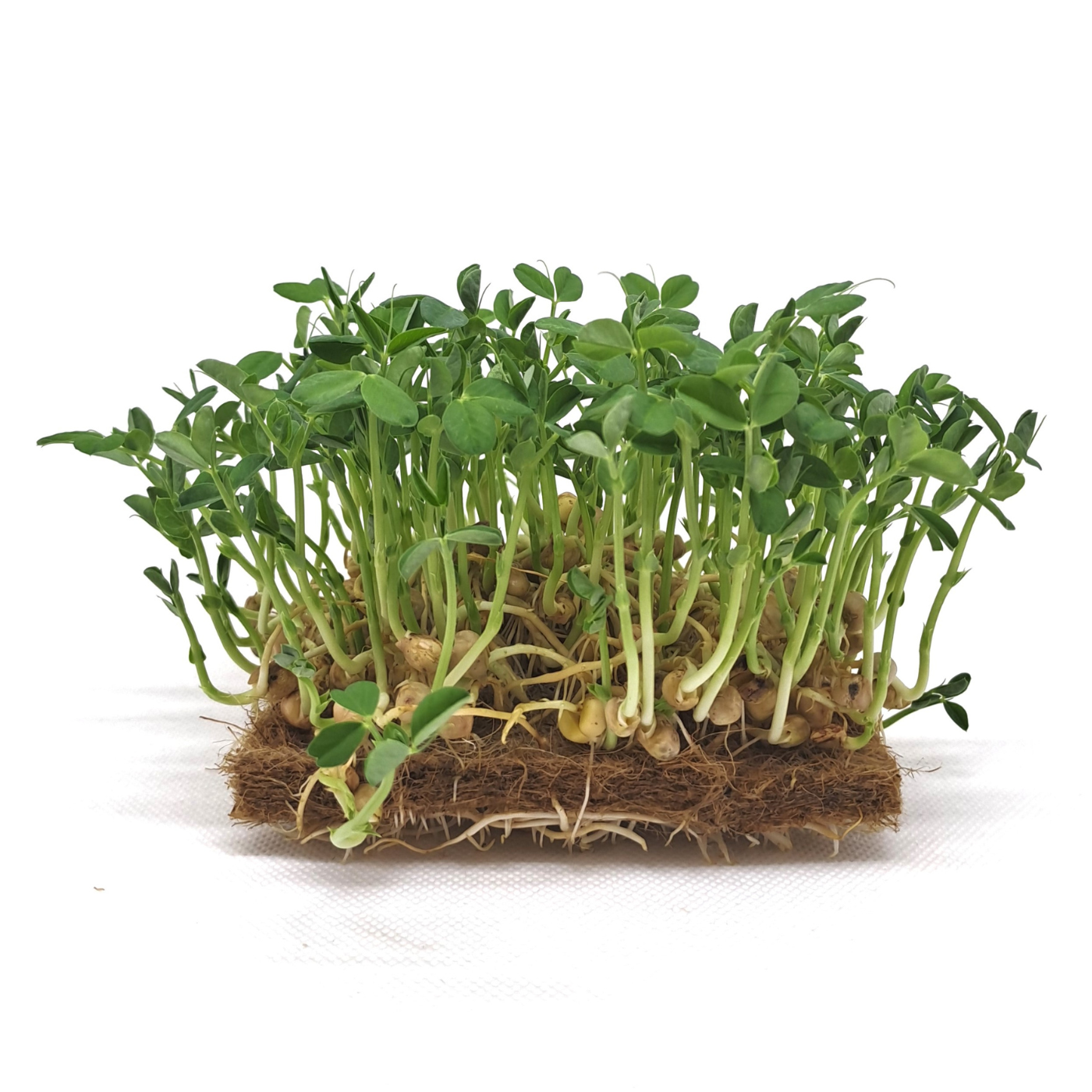 Organic Pea victoria for microgreens