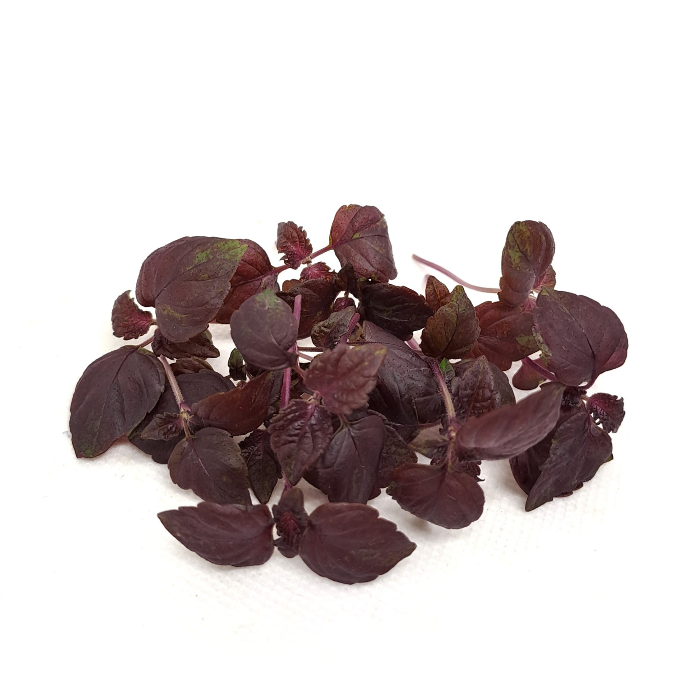 Organic red perilla microgreens