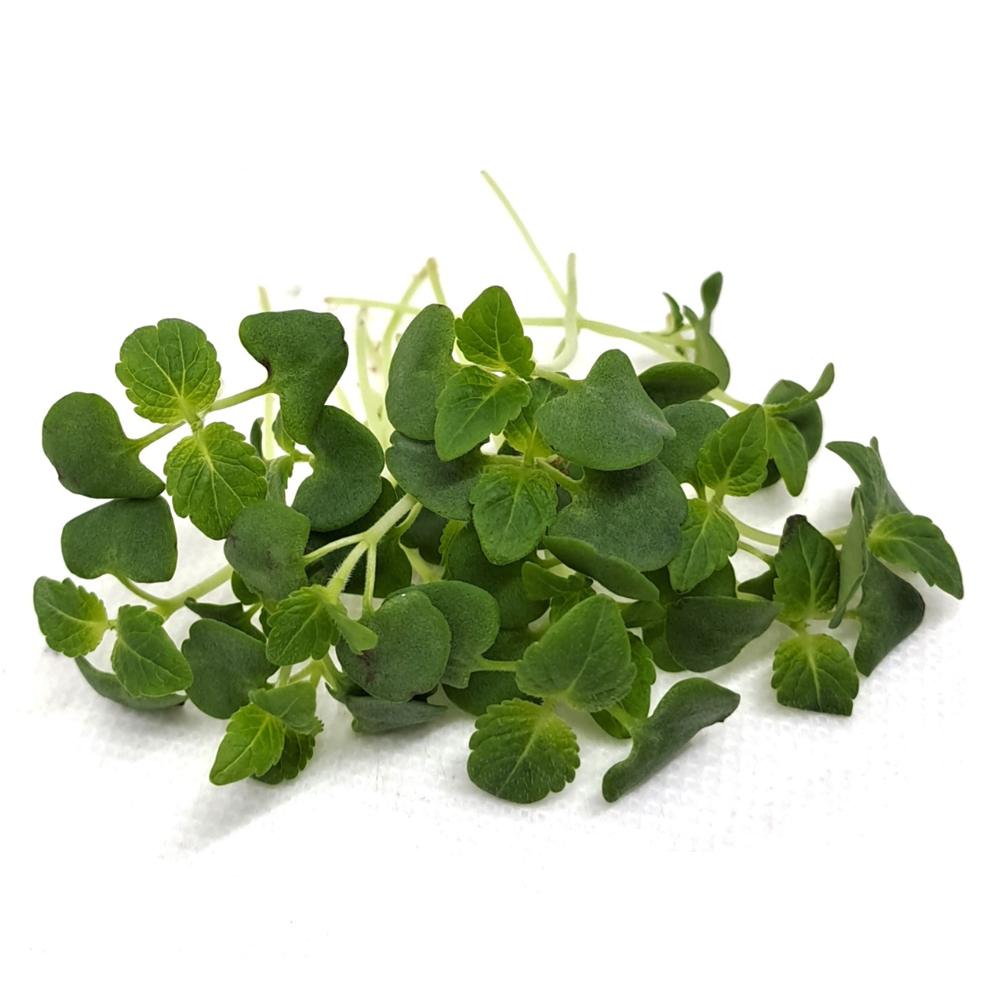 Organic green perilla microgreens