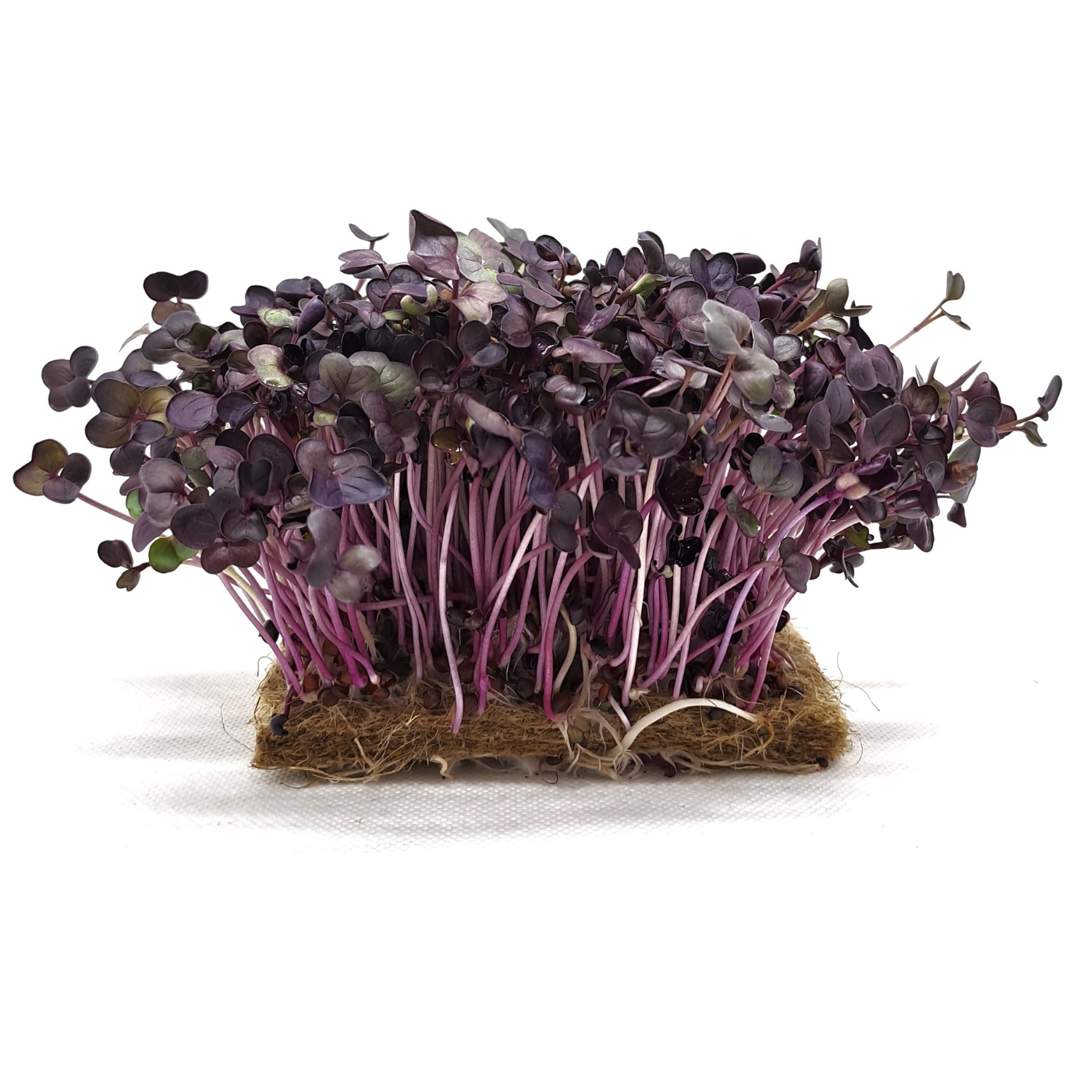 Organic seed for microgreens Radish purple sango