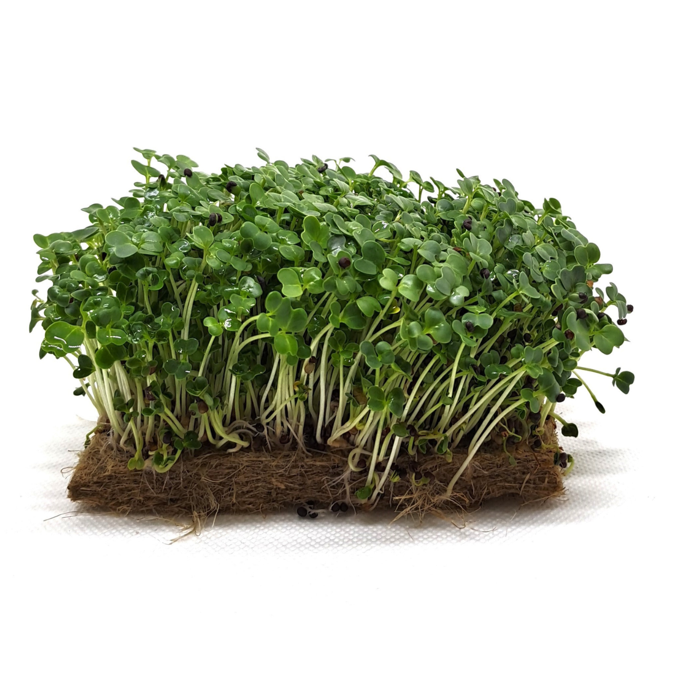 Organic seed for microgreens Komatsuna green