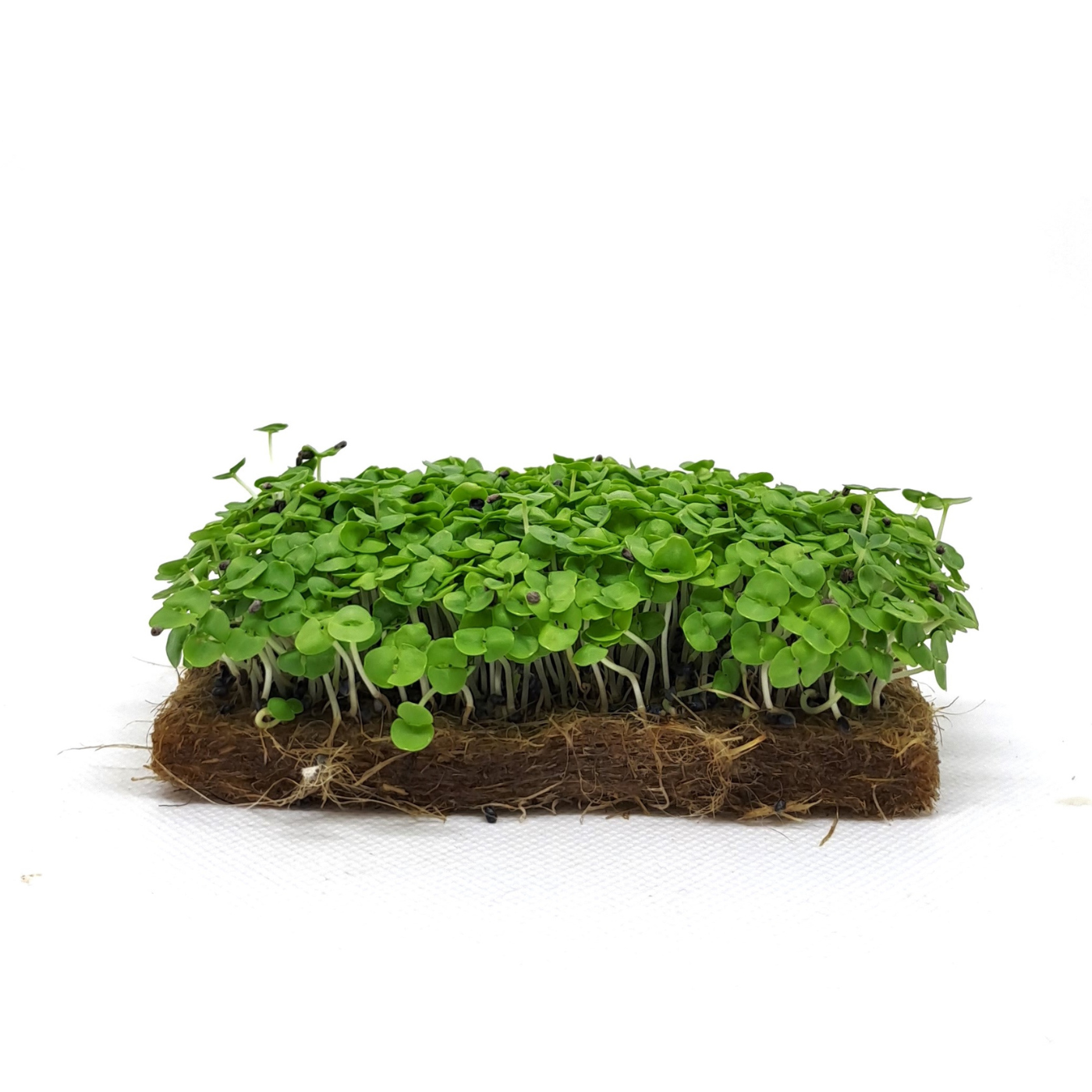 Organic seed for microgreens Basil green