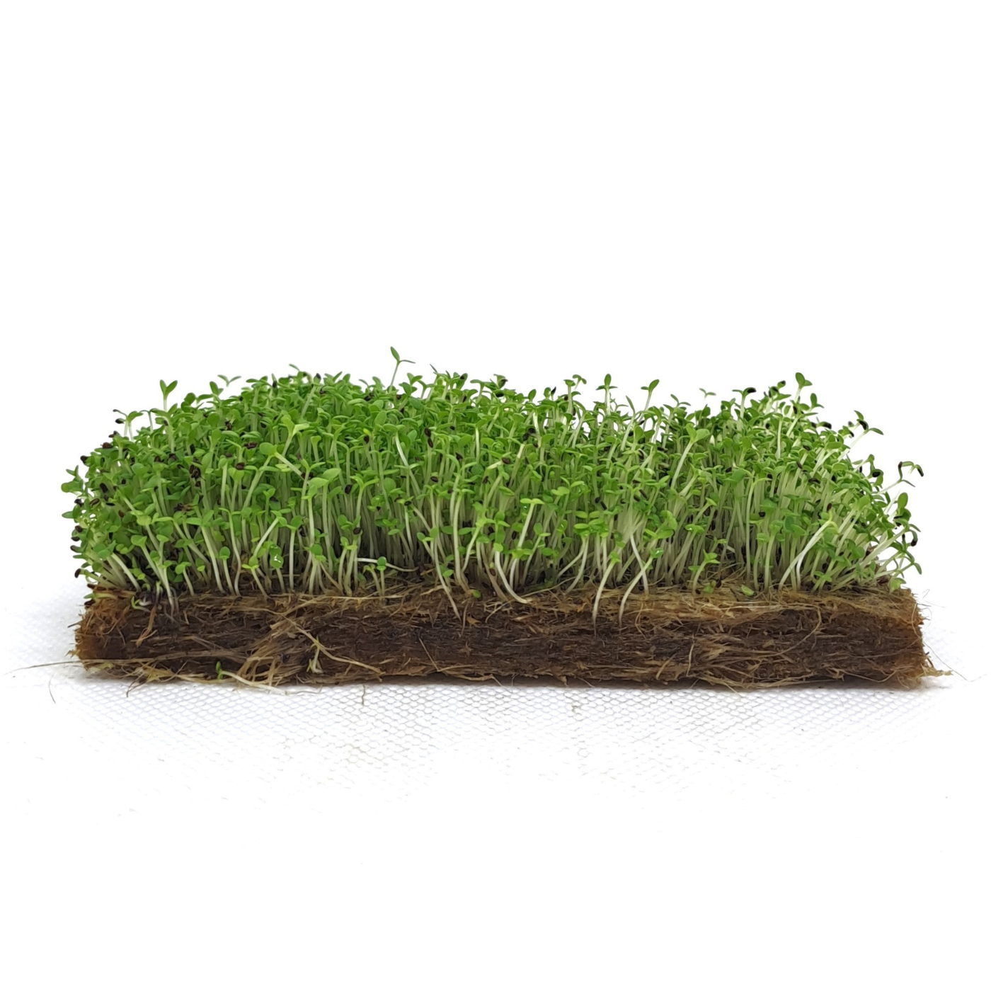 Organic Estragon microgreens