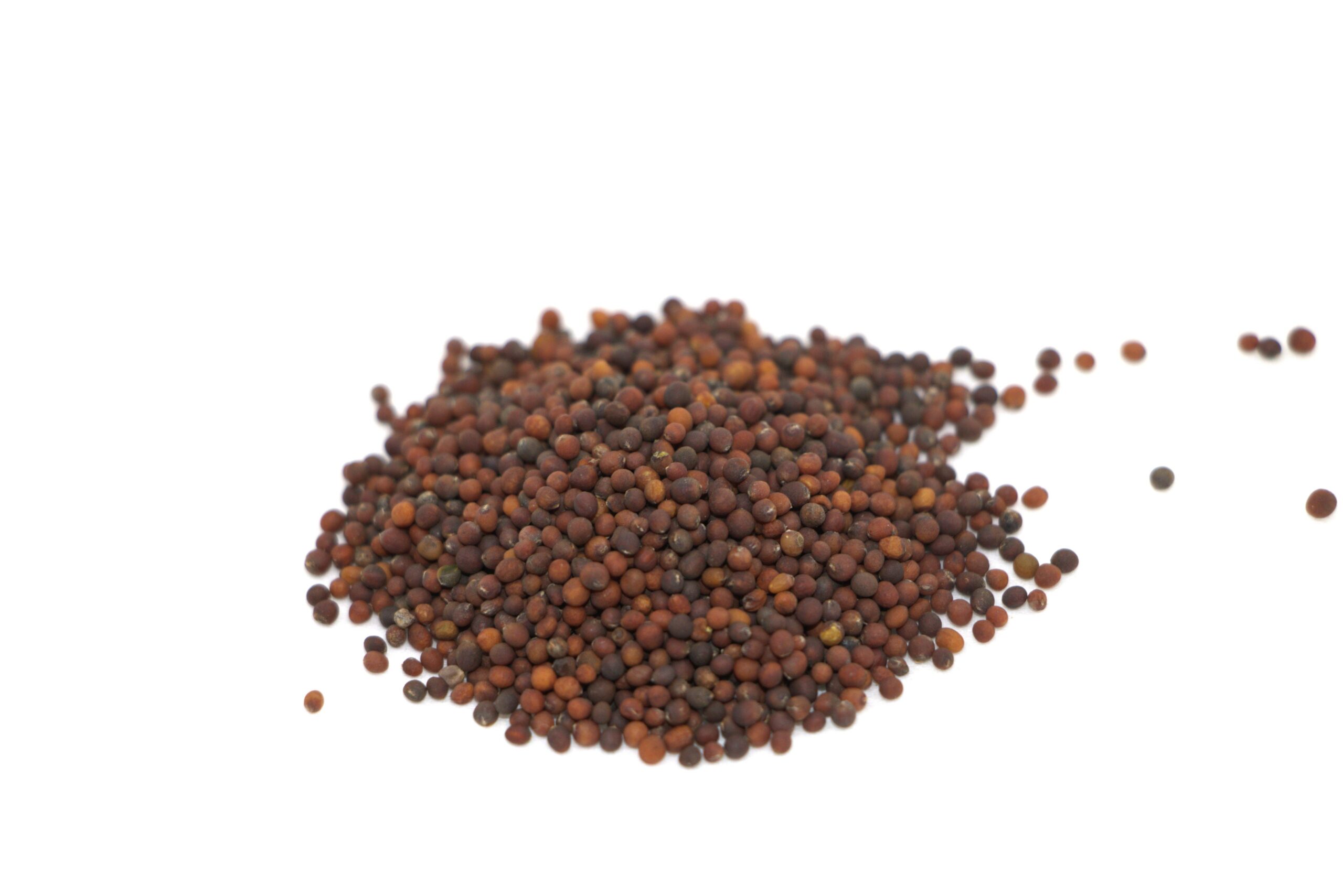 Organic Kohlrabi seed