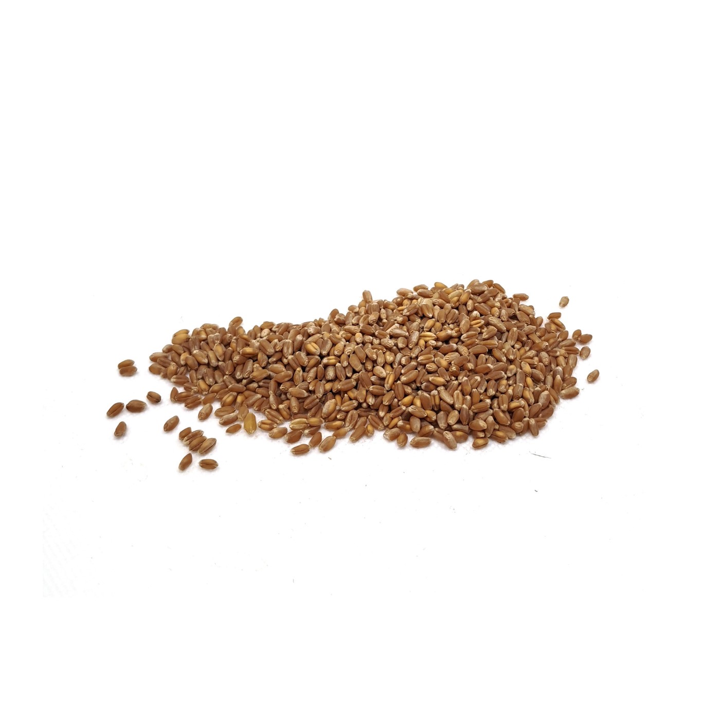 Organic wheat seed