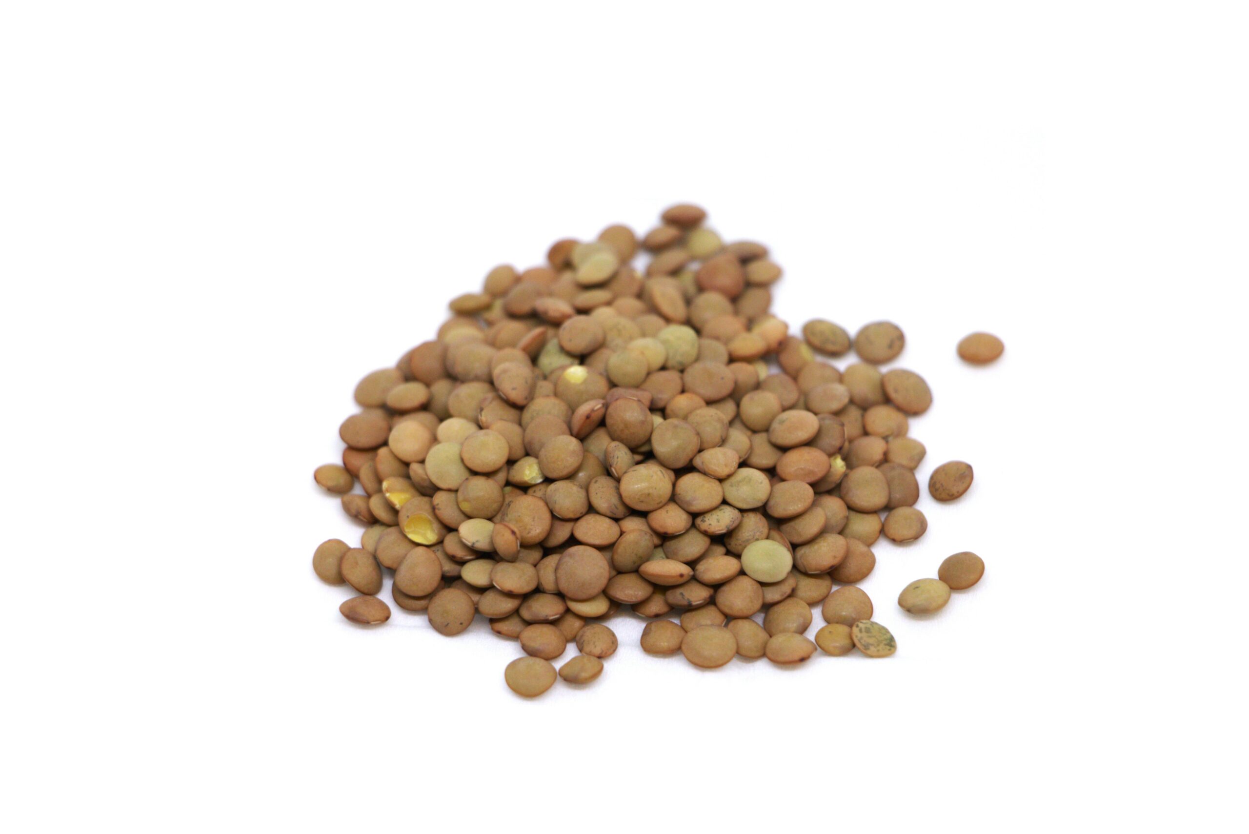 Organic lentils seed for microgreens and sprouts