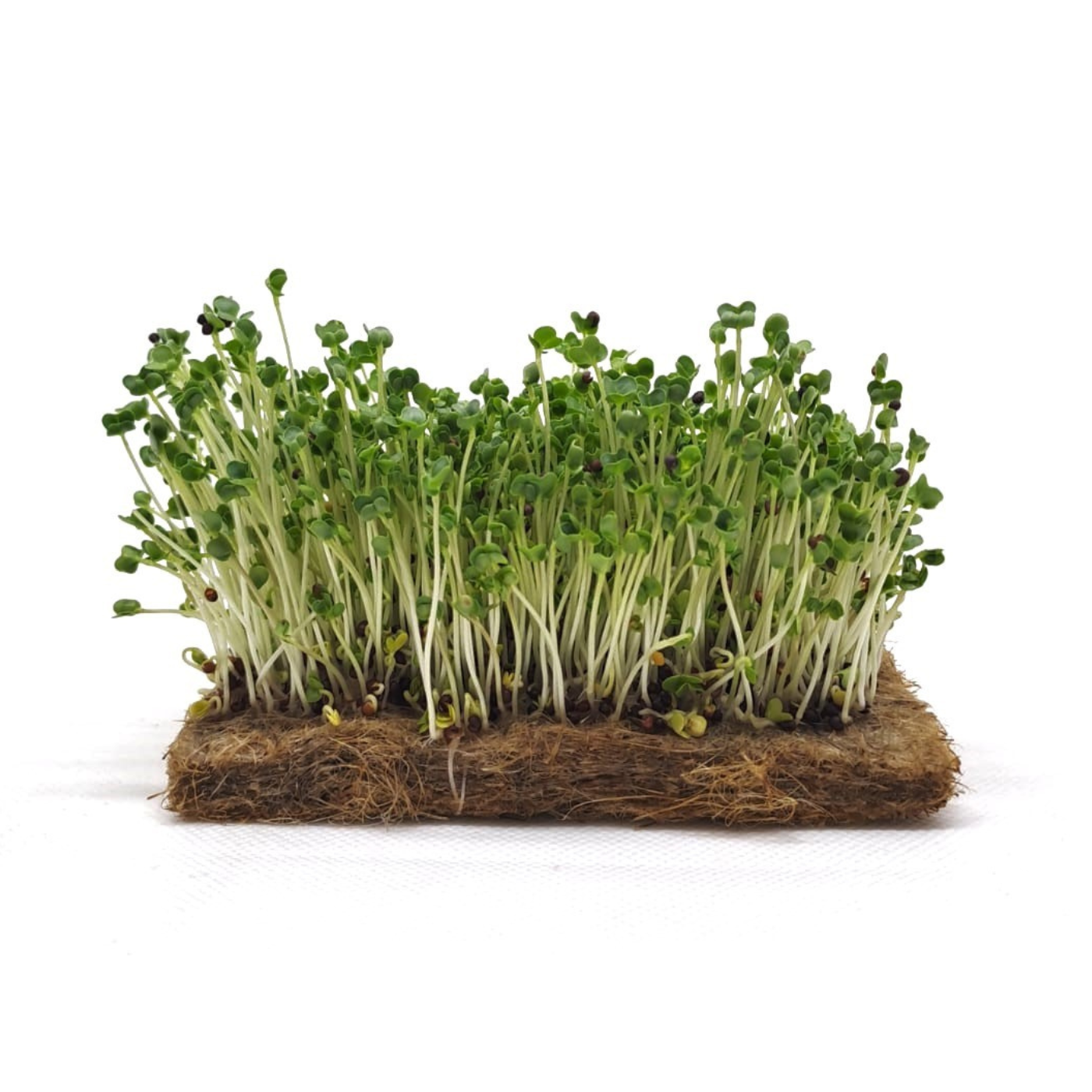 Organic turnip microgreens