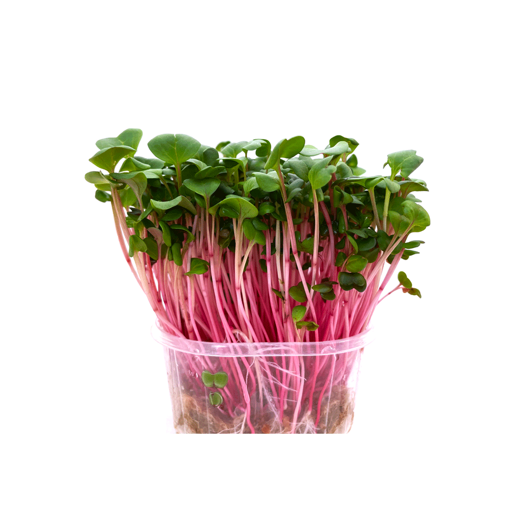 Organic radish for sprouts and microgreens