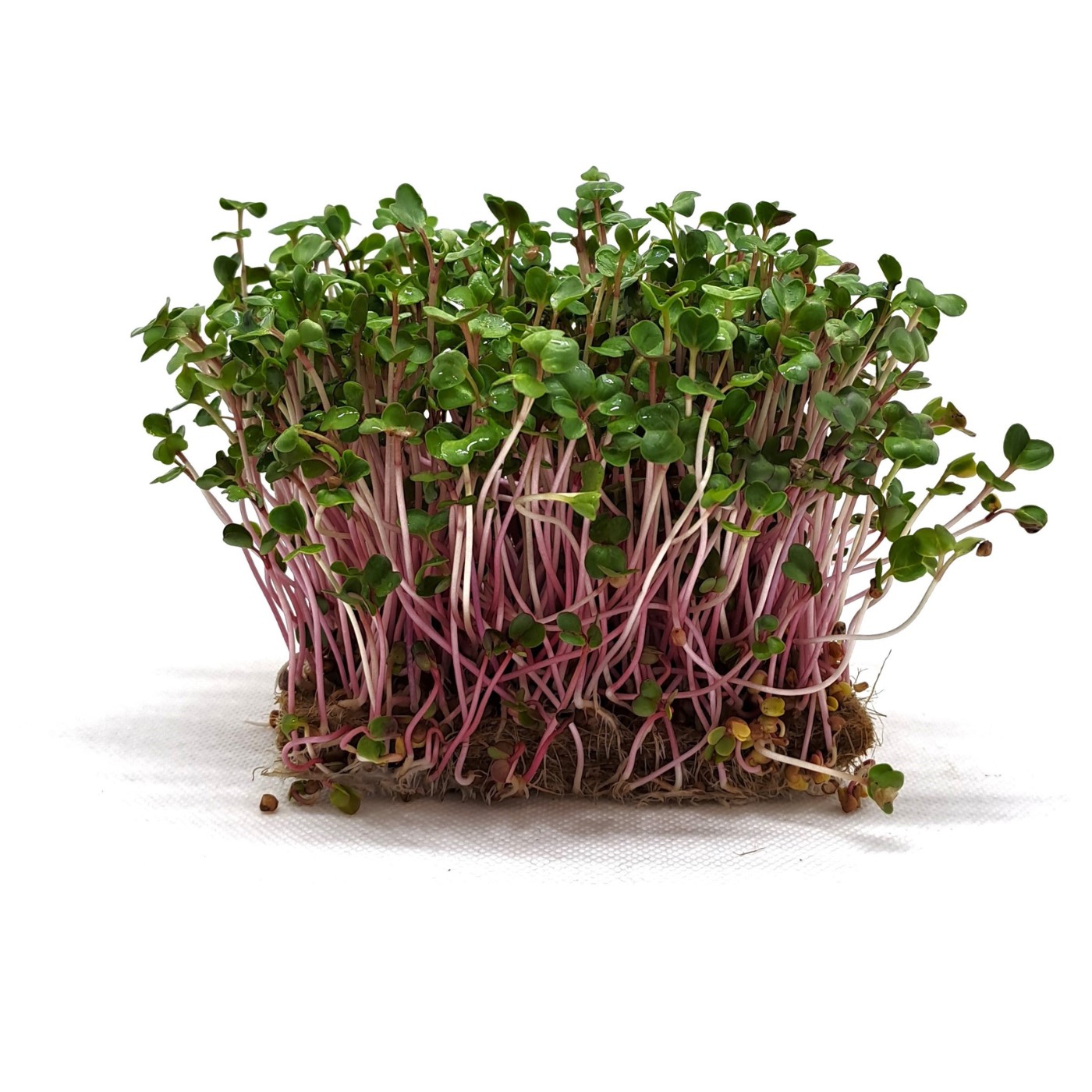 Organic radish for microgreens