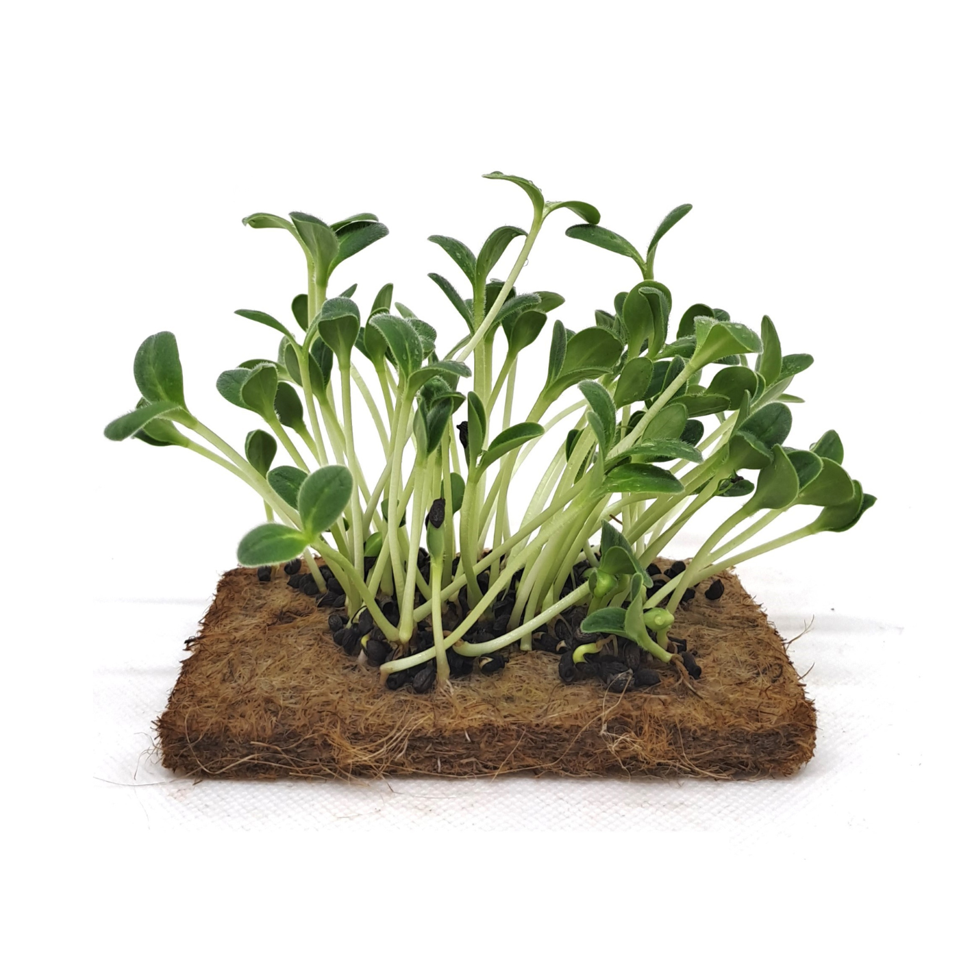 Organic Borage microgreens