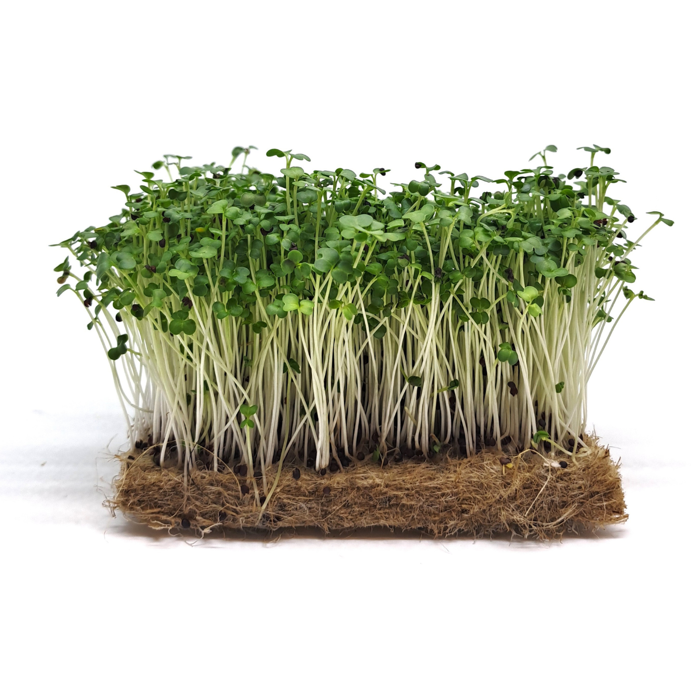 Organic broccoli calabrese microgreens