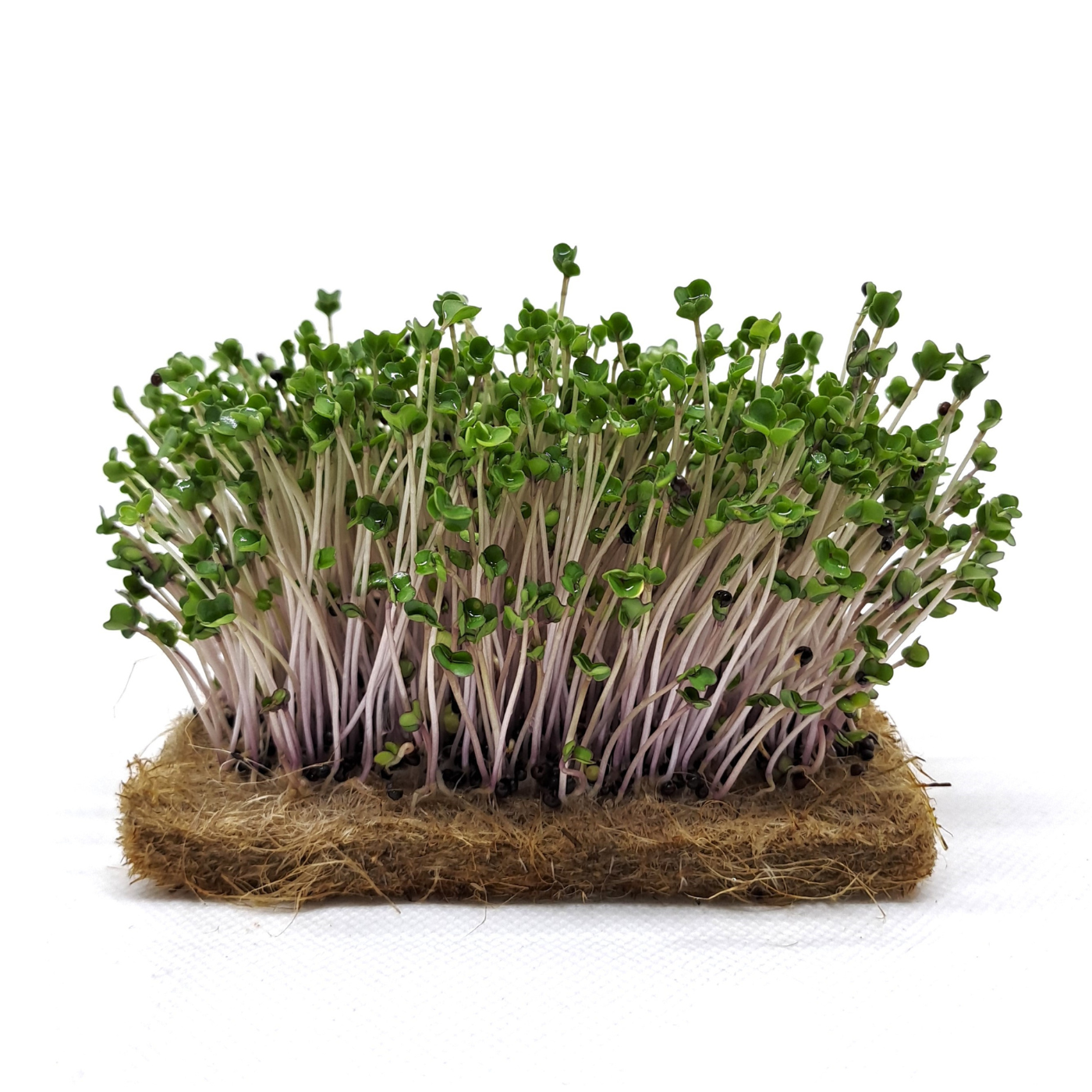 Organic pink Kale microgreens