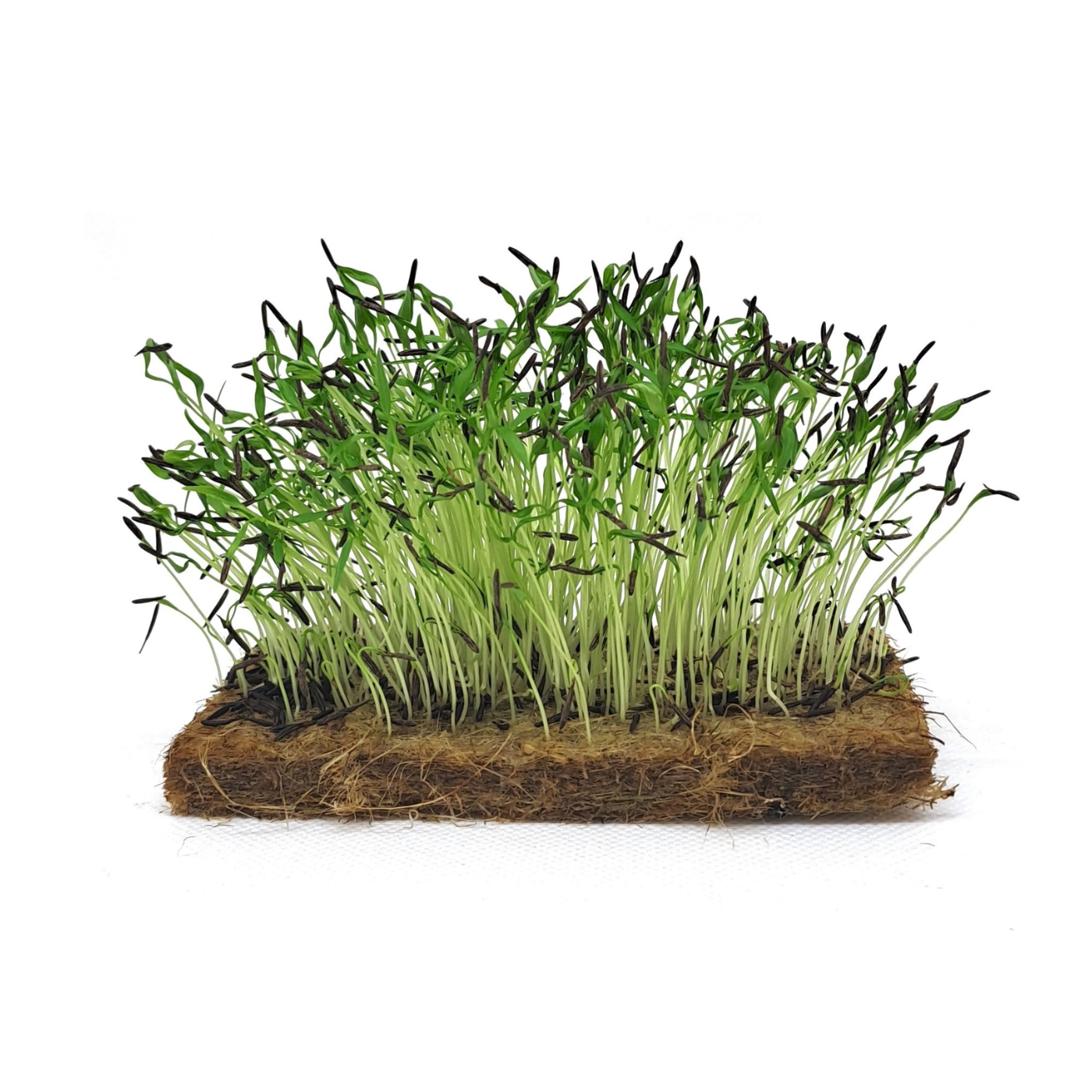 Organic Chervil microgreens