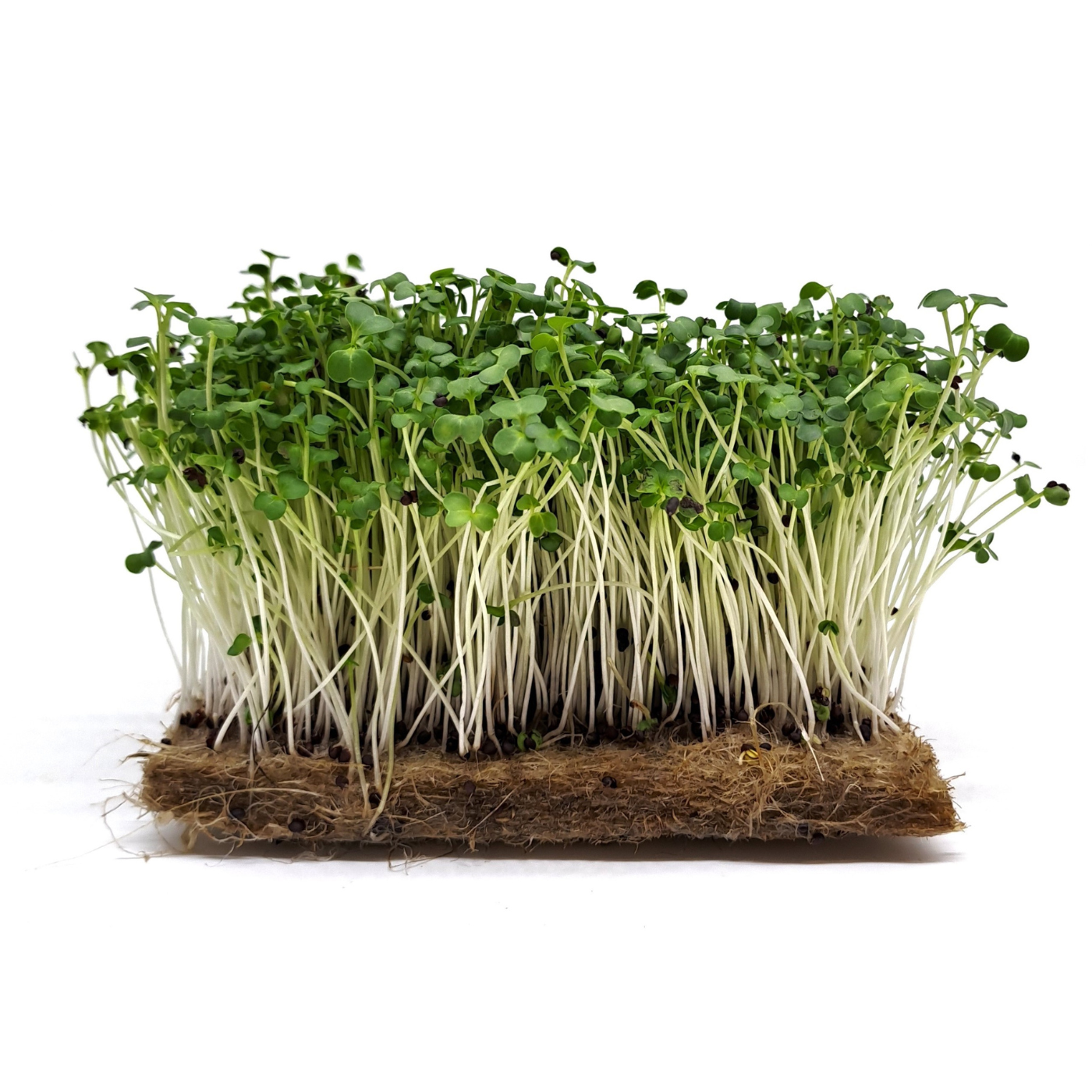 Organic Rape microgreens