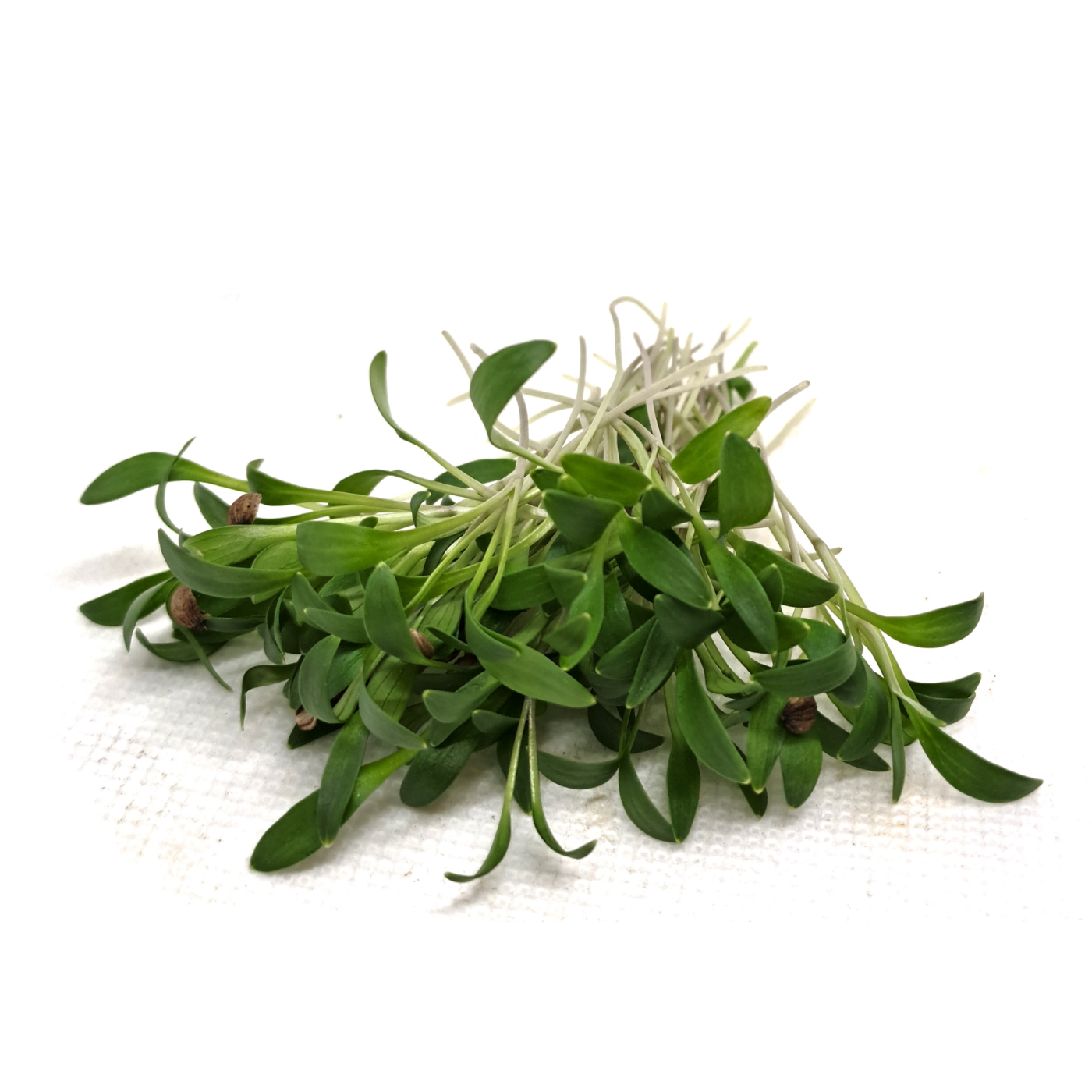 Organic coriander microgreens