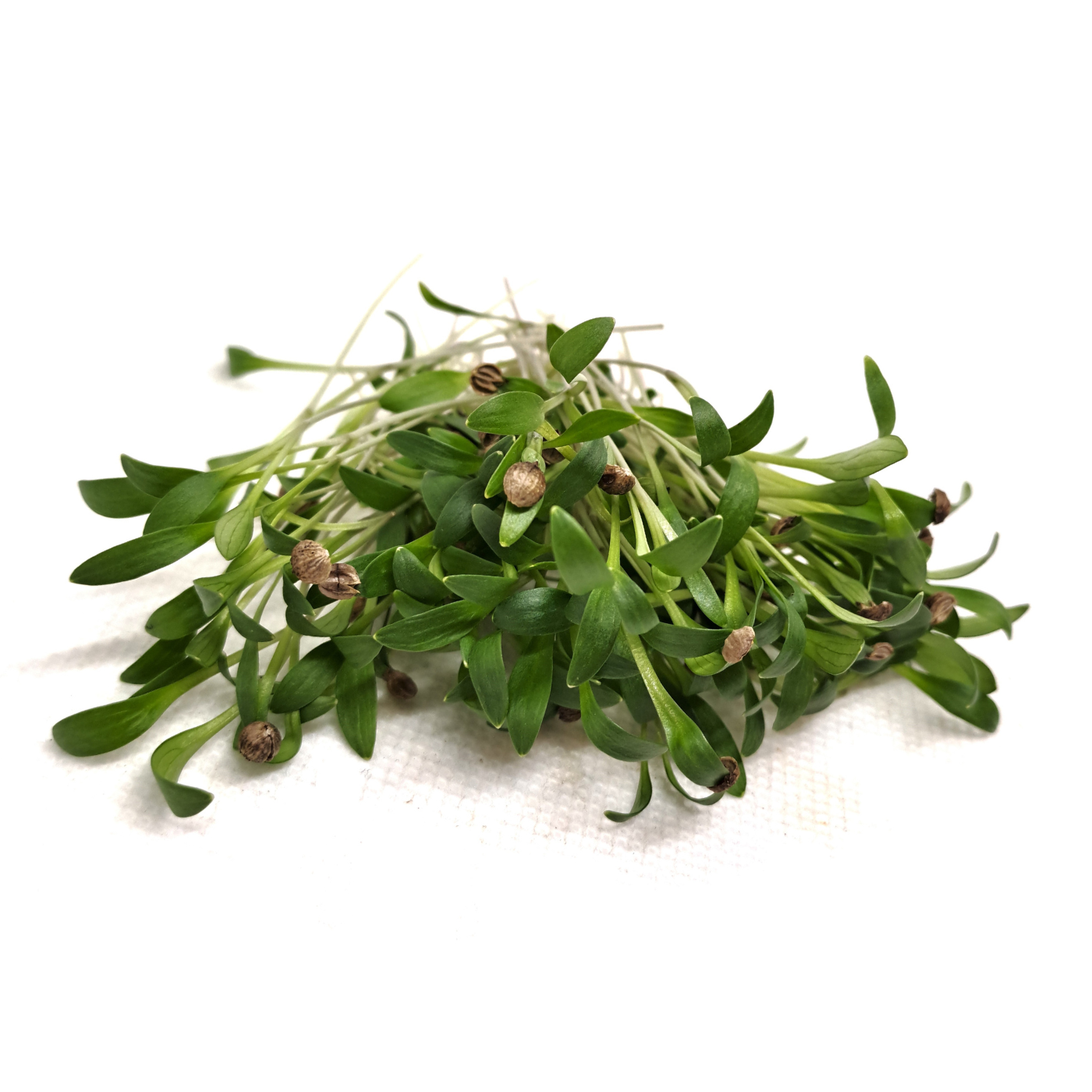 Organic coriander split microgreens