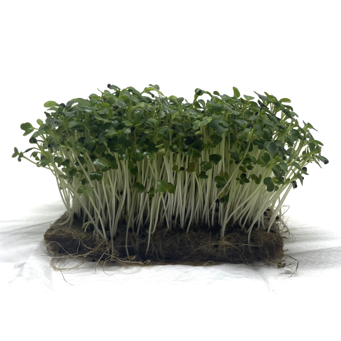 Organic pak choi microgreens