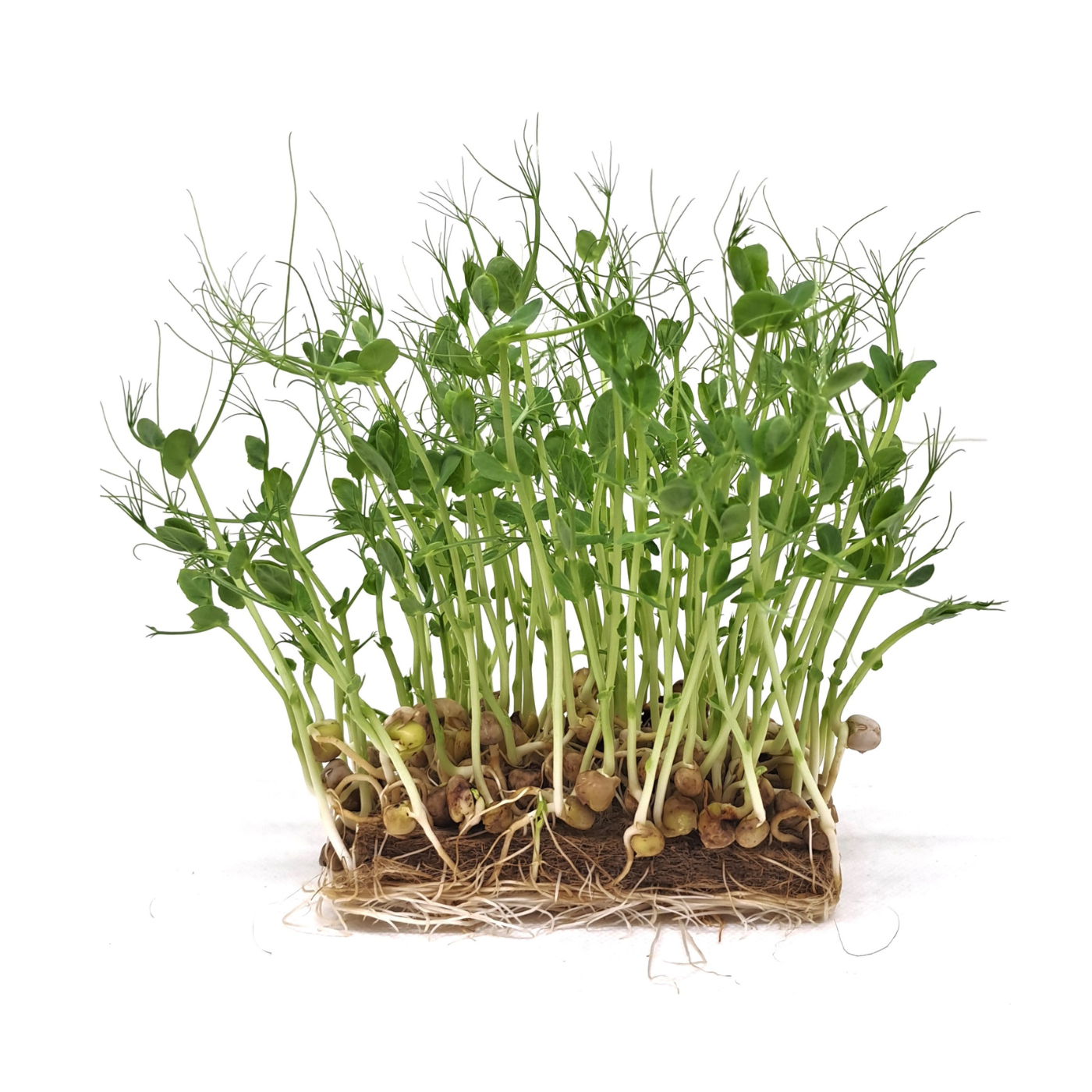 Organic Pea microgreens