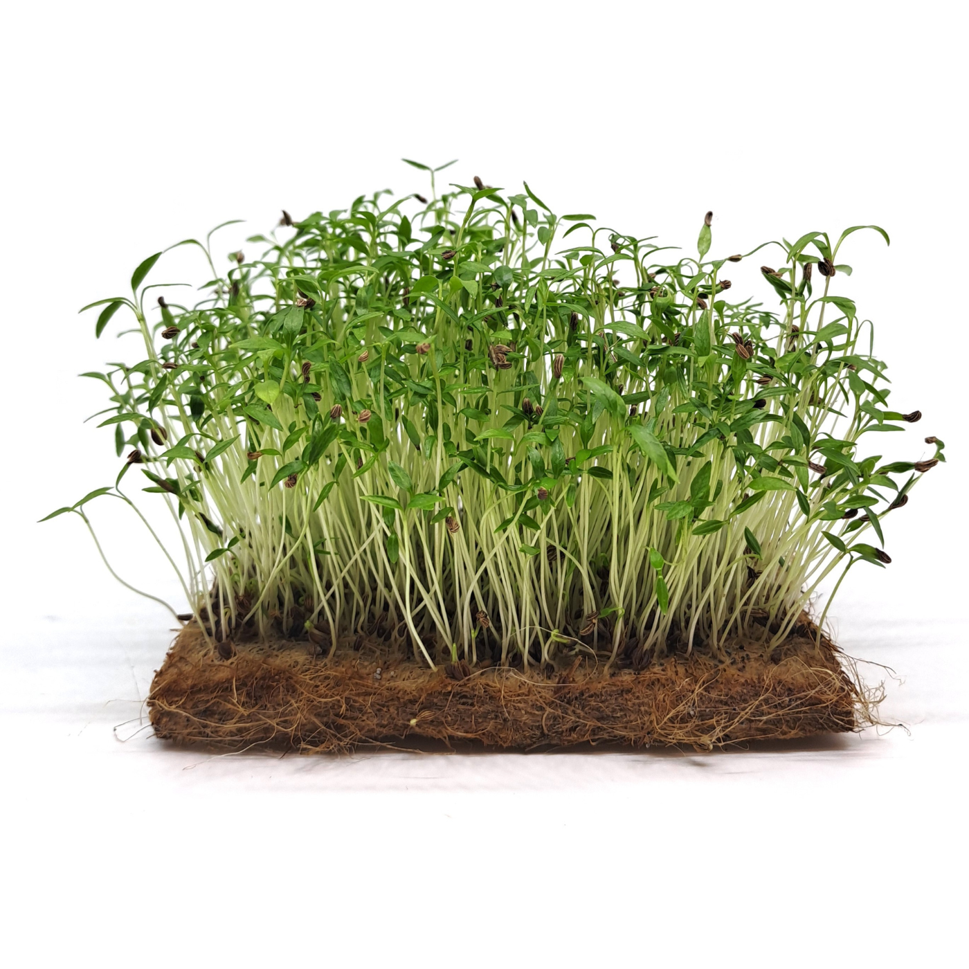 Organic Parsley microgreens