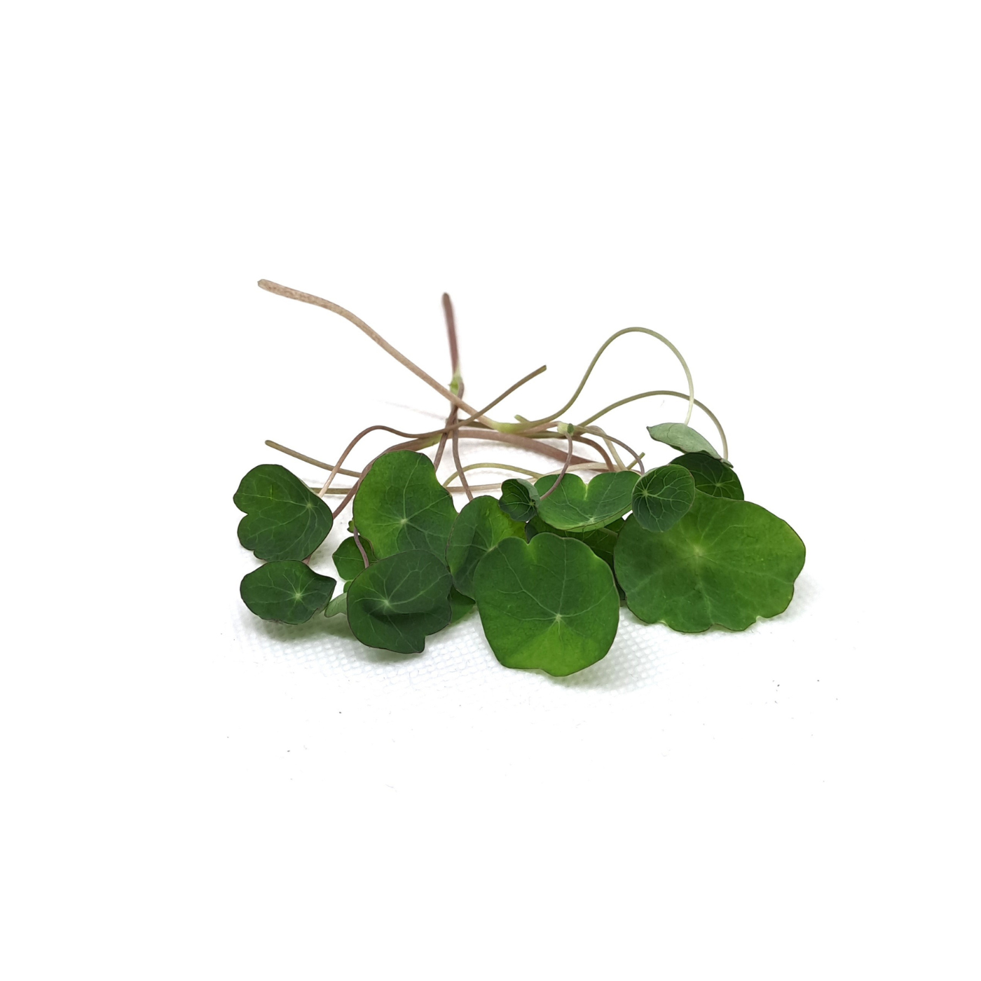 Nasturtium Empress microgreens